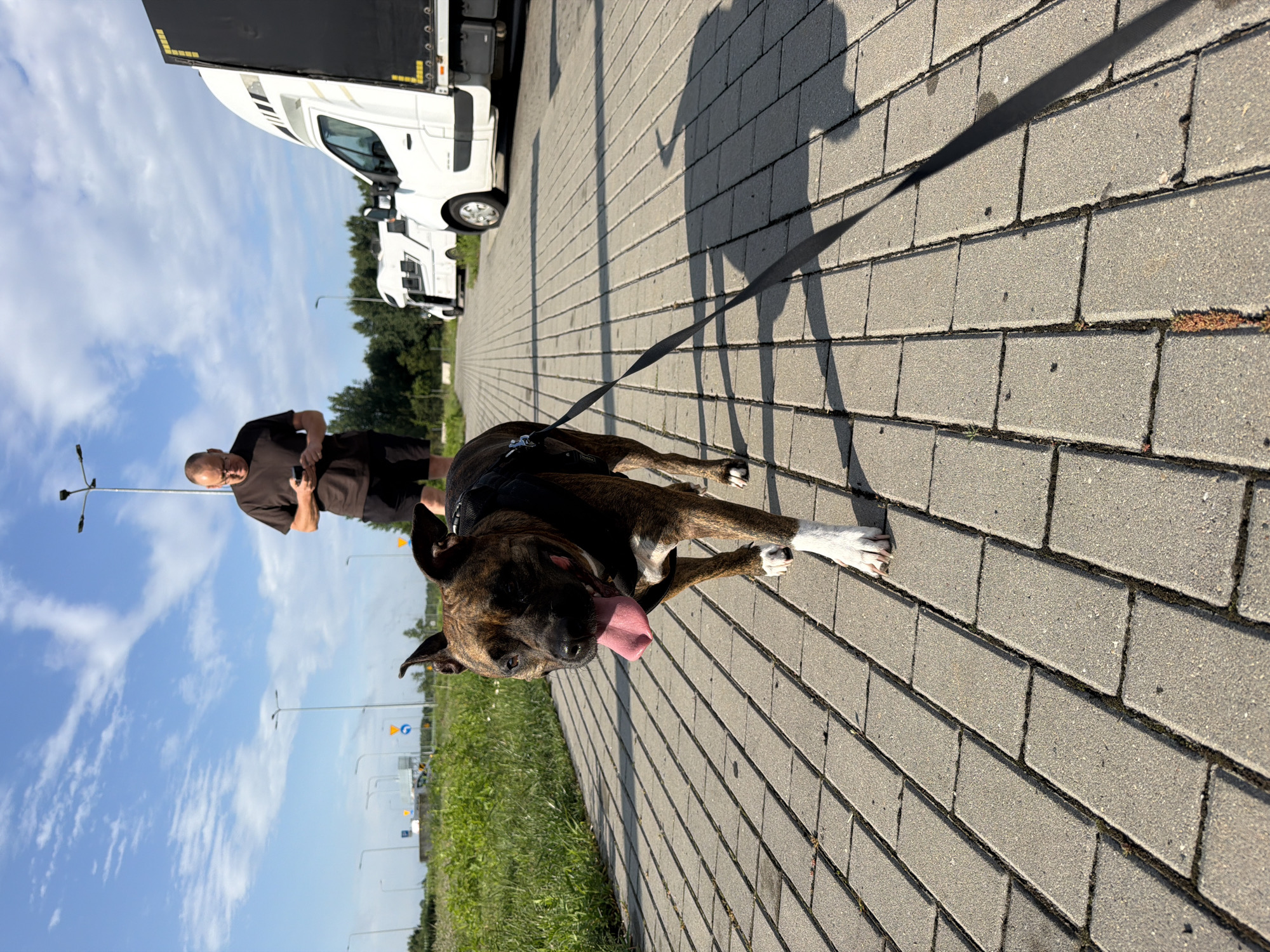 In Nowa Gorzelnia, Poland, on a sunny day with a partly cloudy blue sky, a person stands looking at their phone, wearing a dark t-shirt and black shorts. They are walking a brindle-colored pit bull terrier on a leash. The dog, with its tongue out, is wearing a black harness. They are on a paved walkway, with grass and trees visible in the background. Several white vehicles, including RVs and a delivery truck, are parked nearby. The scene appears to be a rest stop or parking area.
