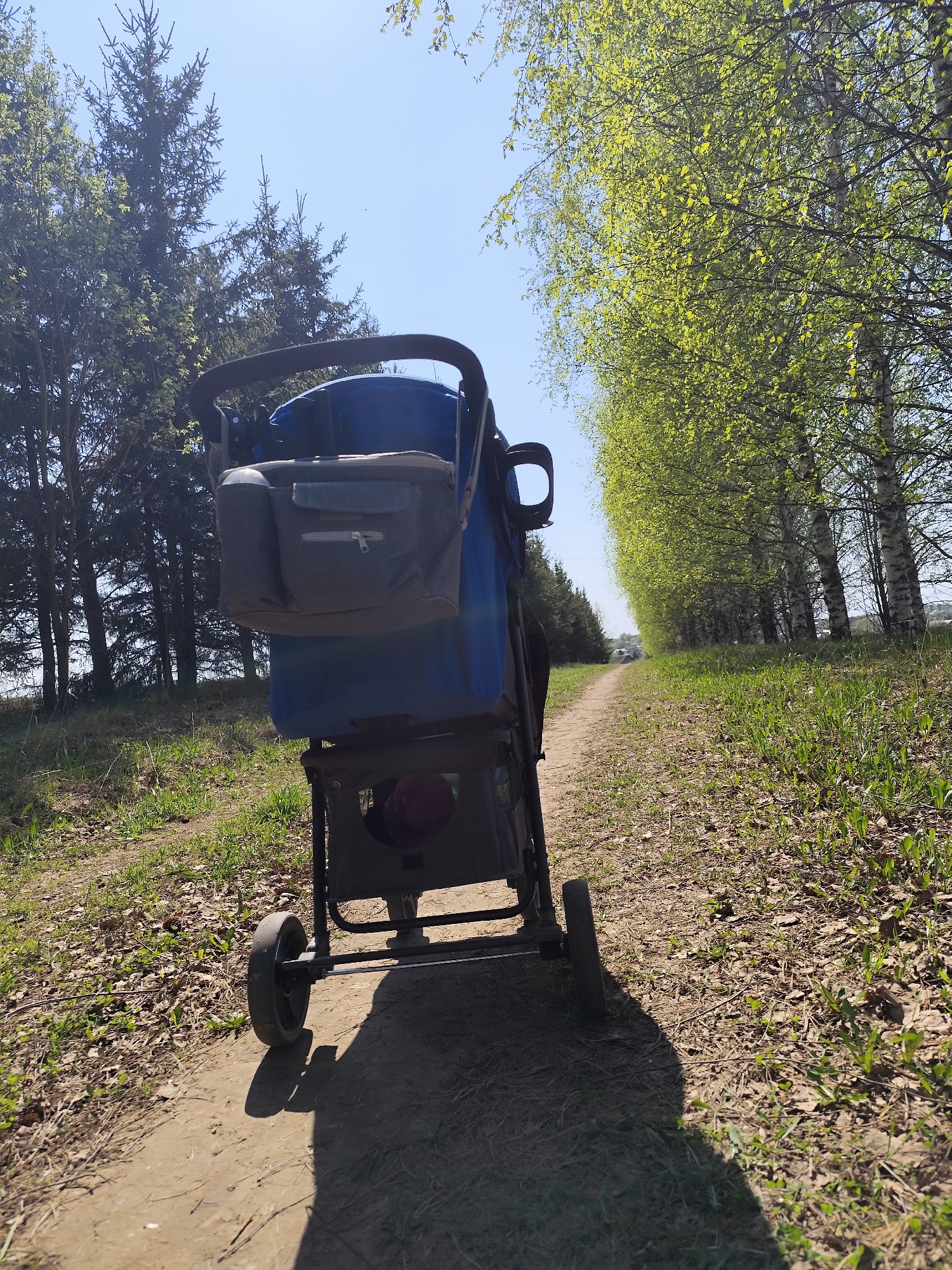 A dirt path leads into the distance between rows of trees, as seen from behind a blue stroller with a gray bag attached. The path is lined with green grass and some dead leaves. On the left, there are darker green trees, while on the right, a row of trees with light green leaves and white trunks lines the path. The sky is blue. The location is Фоки, Russia.
