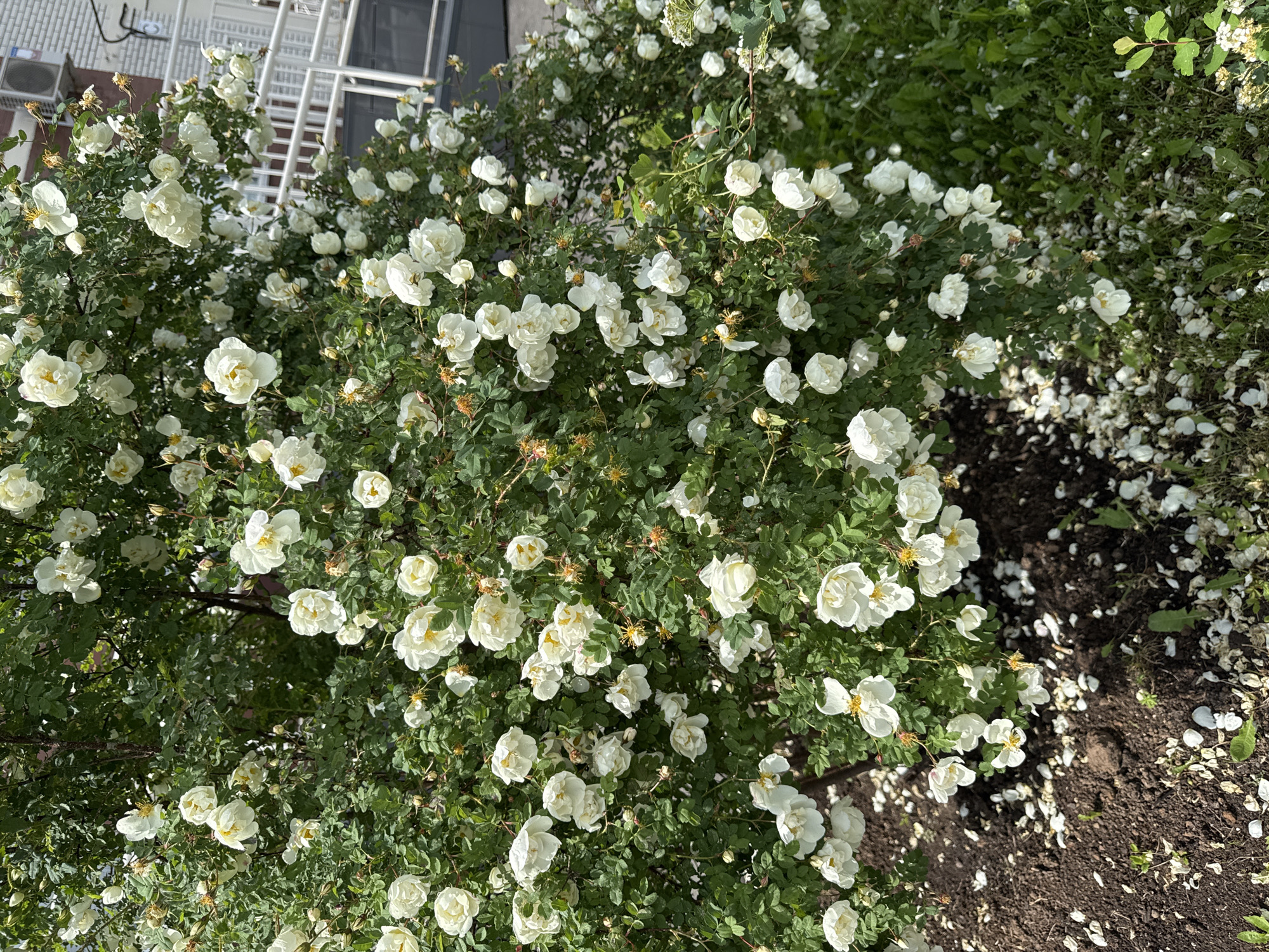 This overhead shot captures a dense, vibrant bush laden with numerous white flowers, strongly resembling roses, under bright daylight. The blossoms feature multiple petals, many displaying a subtle creamy or yellow tint in their centers, surrounded by rich green, serrated leaves. Many flowers are in full bloom, while some appear as buds or slightly faded.
In the upper left background, part of a building is visible, characterized by white, grid-like structures, possibly railings or a trellis, and what appears to be an air conditioning unit mounted on a light-colored wall. The ground to the right and in the foreground consists of dark soil, heavily strewn with countless fallen white petals from the bush, alongside scattered patches of green grass and small weeds.
The strong, direct sunlight suggests a clear, sunny day, likely in the late morning or early afternoon, indicative of spring or summer. There is no visible text in the image. The scene portrays a cultivated or natural floral display adjacent to an urban structure in Izhevsk, Russia.