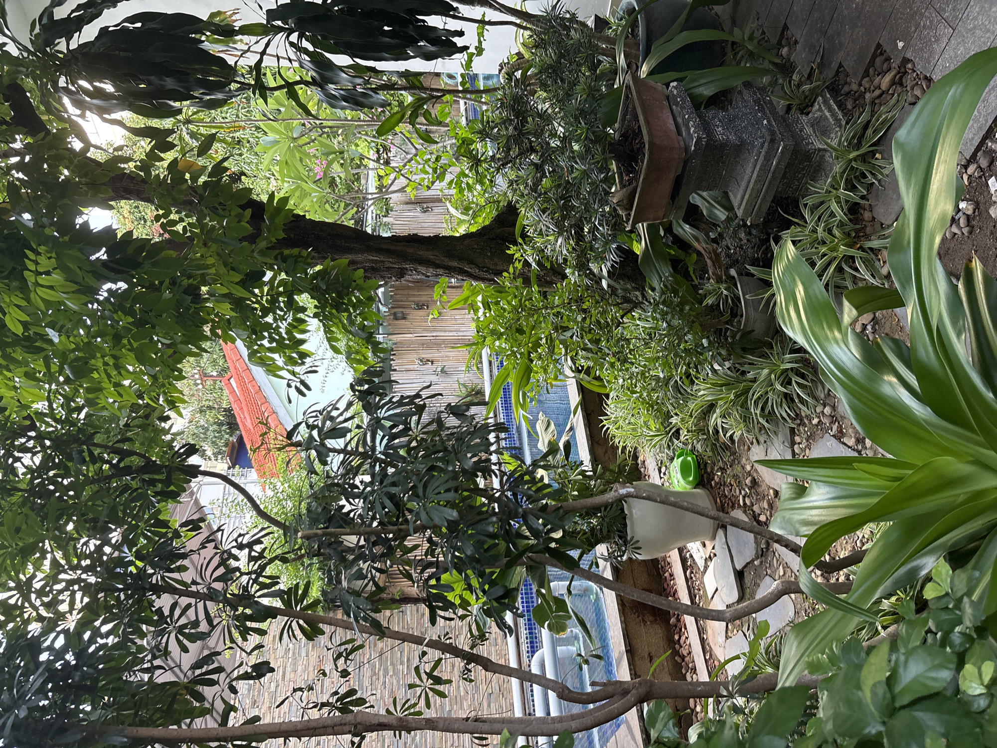 This is a media file depicting a lush, densely planted garden area, likely in a tropical or subtropical climate, given the variety of green foliage. The scene is predominantly natural with a focus on plants.
Prominent subjects include a large tree with a rough bark trunk and numerous branches bearing dark green leaves. Several other potted plants are visible, featuring a mix of leafy green plants, some with striped foliage, and a small, bushy plant in a polygonal pot. A decorative stone planter, possibly holding soil but no visible plant, is also present. In the background, a bamboo fence can be seen, with a glimpse of a tiled roof and possibly a structure behind it. A section of a blue tiled pool is visible beneath some of the vegetation. The ground is a mix of stone pavers, gravel, and dark soil. A small green watering can sits on the ground near a white pot.
The lighting suggests it is daytime, with sunlight filtering through the leaves, creating dappled shadows. There is no visible activity or event taking place; it appears to be a static scene of a garden. The overall impression is one of abundance and natural growth. There is no visible text in the image. The location context provided is Nha Trang Ward, Vietnam, which aligns with the lush, tropical appearance of the garden.