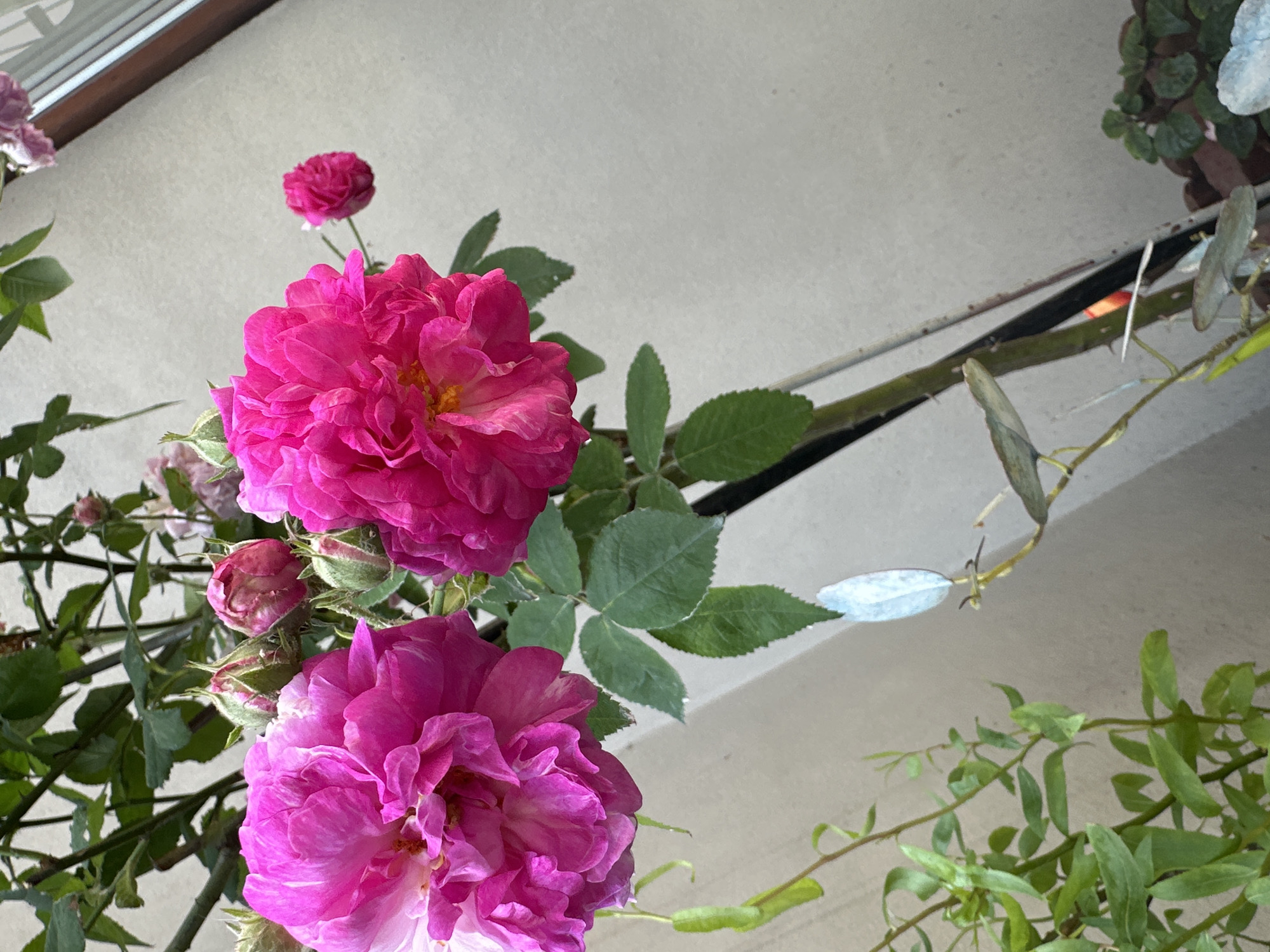 Two vibrant pink roses are in full bloom, their ruffled petals a deep magenta at the center and fading to a lighter pink at the edges. They are surrounded by green leaves and thorny stems, indicating they are part of a rose bush. Several unopened rose buds, tightly furled and tinged with pink, are visible amongst the foliage. The roses are positioned on the left and center of the frame, with a soft, light-colored wall as the background. The lighting suggests it is daytime, possibly outdoors, given the natural elements. The image does not contain any people, and there are no discernible elements that would pinpoint a specific location within the city of Łódź, Poland. The scene is a close-up botanical study of blooming roses.