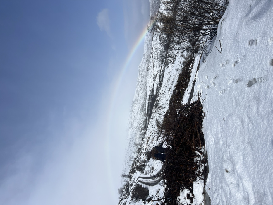 The scene depicts a snow-covered mountainous landscape in Vila Real, Portugal. The foreground presents ground covered in fresh snow, featuring a trail of human footprints leading into the middle ground. To the left, a substantial pile of dark, severed woody branches is present. Two individuals, clad in dark winter jackets and trousers, are partially visible standing behind this branch pile. A narrow, winding asphalt road, edged with snow, descends from the upper left of the image through the midground. Another segment of a similar road is visible further down in the snowy terrain. The landscape features undulating snow-covered hills, interspersed with sparse dark vegetation and bare deciduous trees. A prominent rainbow arches across the sky, originating from the left-center and extending towards the right, visible above the distant snow-covered hills. The sky transitions from an overcast, misty white-grey on the left to a clear, light blue on the upper right.