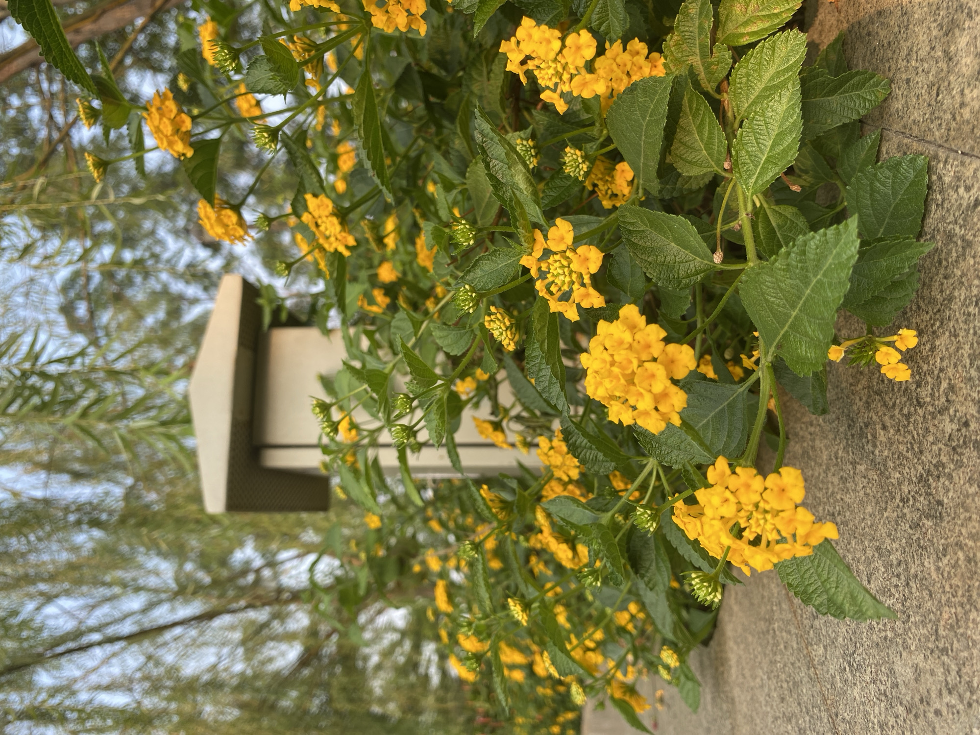 In Rawa Terate, Indonesia, a cluster of vibrant yellow lantana flowers blossoms beside a textured concrete pathway. The flowers, with their numerous small petals, form dense clusters, their bright yellow hue contrasting with the deep green of their serrated leaves. In the background, a light-colored, rectangular pillar with a textured surface stands partially obscured by the foliage. Beyond the pillar, the blurred forms of trees with delicate branches and soft green leaves suggest a natural, possibly park-like, environment. The sky above is a pale, hazy blue, hinting at either an overcast day or the soft light of dawn or dusk. The perspective is low, looking up at the flowers, with the concrete pathway dominating the foreground. There are no people or animals visible in the scene.