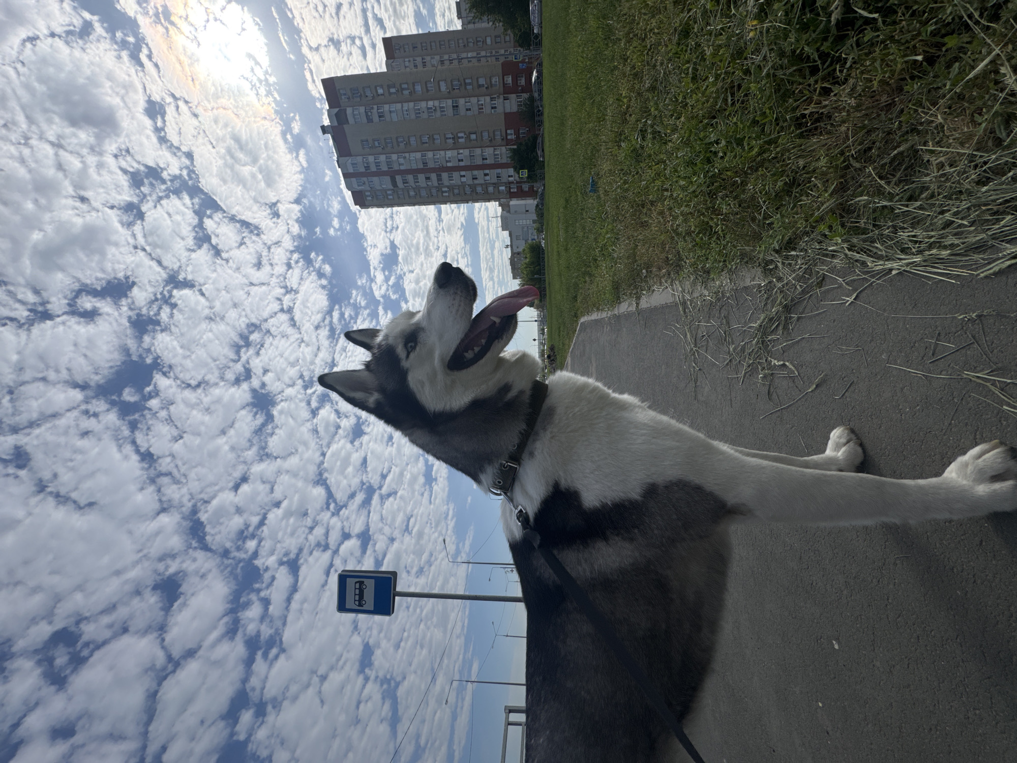 The image captures a dog, possibly a husky or malamute, standing on a sidewalk adjacent to a grassy area and a road. The dog is panting with its tongue out. In the background, there's a building with multiple stories. A bus stop sign is visible near the dog. The sky is filled with clouds and the sun is shining. The location appears to be a city, presumably of Unknown, Unknown.