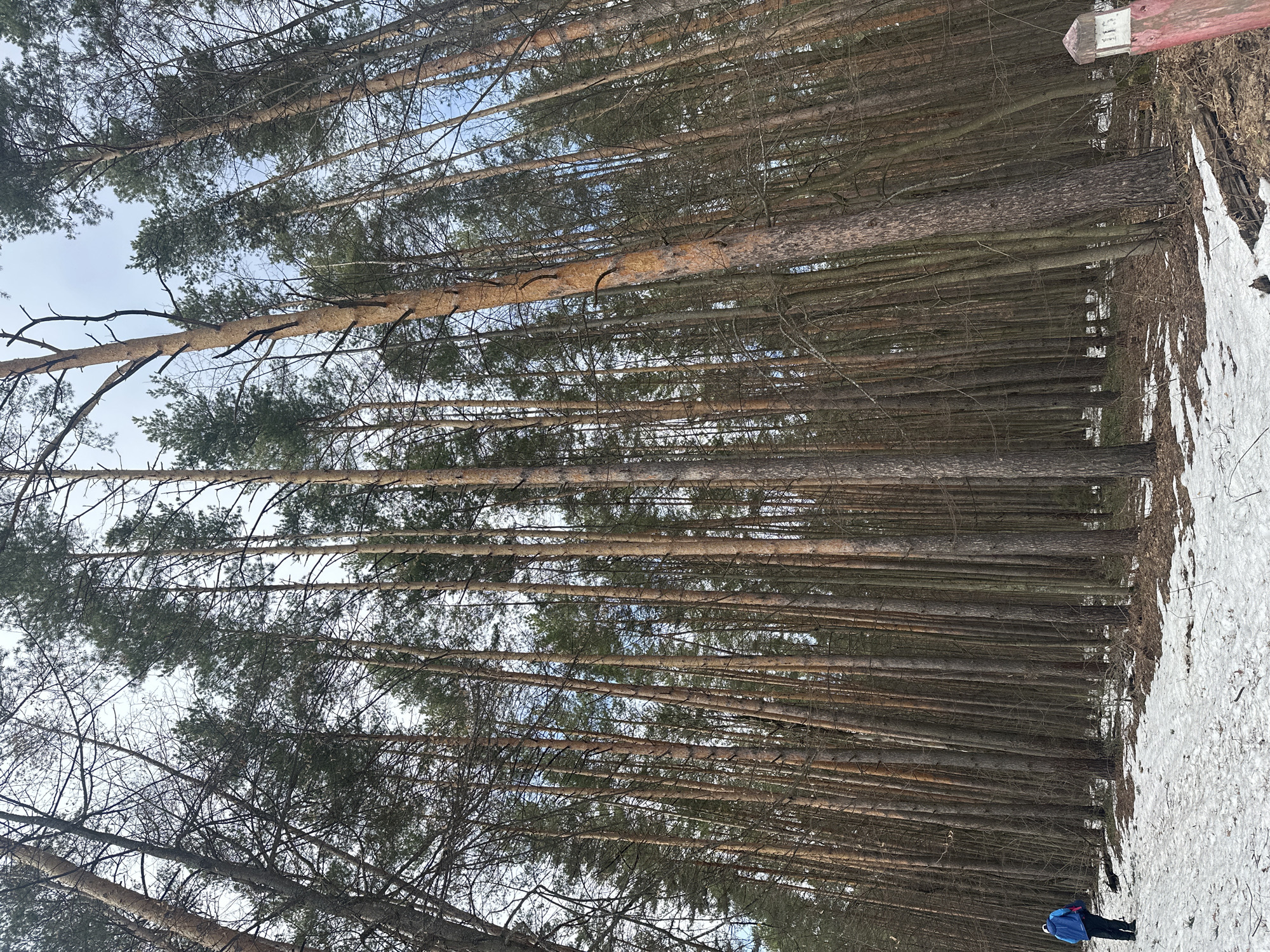 The image shows a forest landscape, likely in a park or wooded area. The scene is dominated by tall, thin trees, densely packed together. Many of the trees appear to be coniferous. The trunks are mostly straight and brown, reaching upwards, obscuring much of the sky. The ground is partially covered in snow and leaf litter. In the foreground, there is a person wearing a blue jacket. The location is near Zelenodolsk, Russia, suggested by the presence of signs in the vicinity, but not clearly visible.
