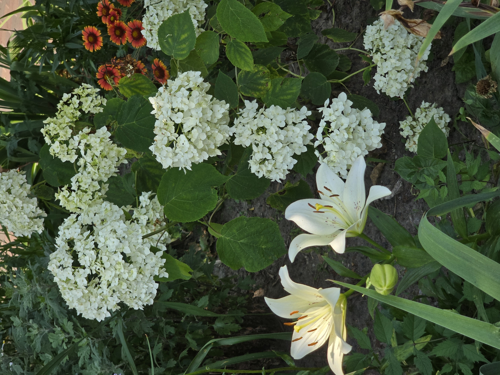The image shows a close-up of a garden bed in Vyshneve, Ukraine, featuring a mix of white hydrangeas and white lilies. The hydrangeas are in full bloom, with large, spherical clusters of small white flowers. Some of the hydrangea flowers appear to be tinged with a light green. Two white lilies are prominently displayed in the foreground, their large petals unfurled, revealing yellow stamens. One lily bud is visible between the two open flowers. In the background, several small, orange and red daisy-like flowers are scattered among the greenery. The ground is covered with dark soil and mulch. The lighting suggests it is daytime, possibly late afternoon, with some shadows present. The overall impression is of a vibrant and well-maintained garden.