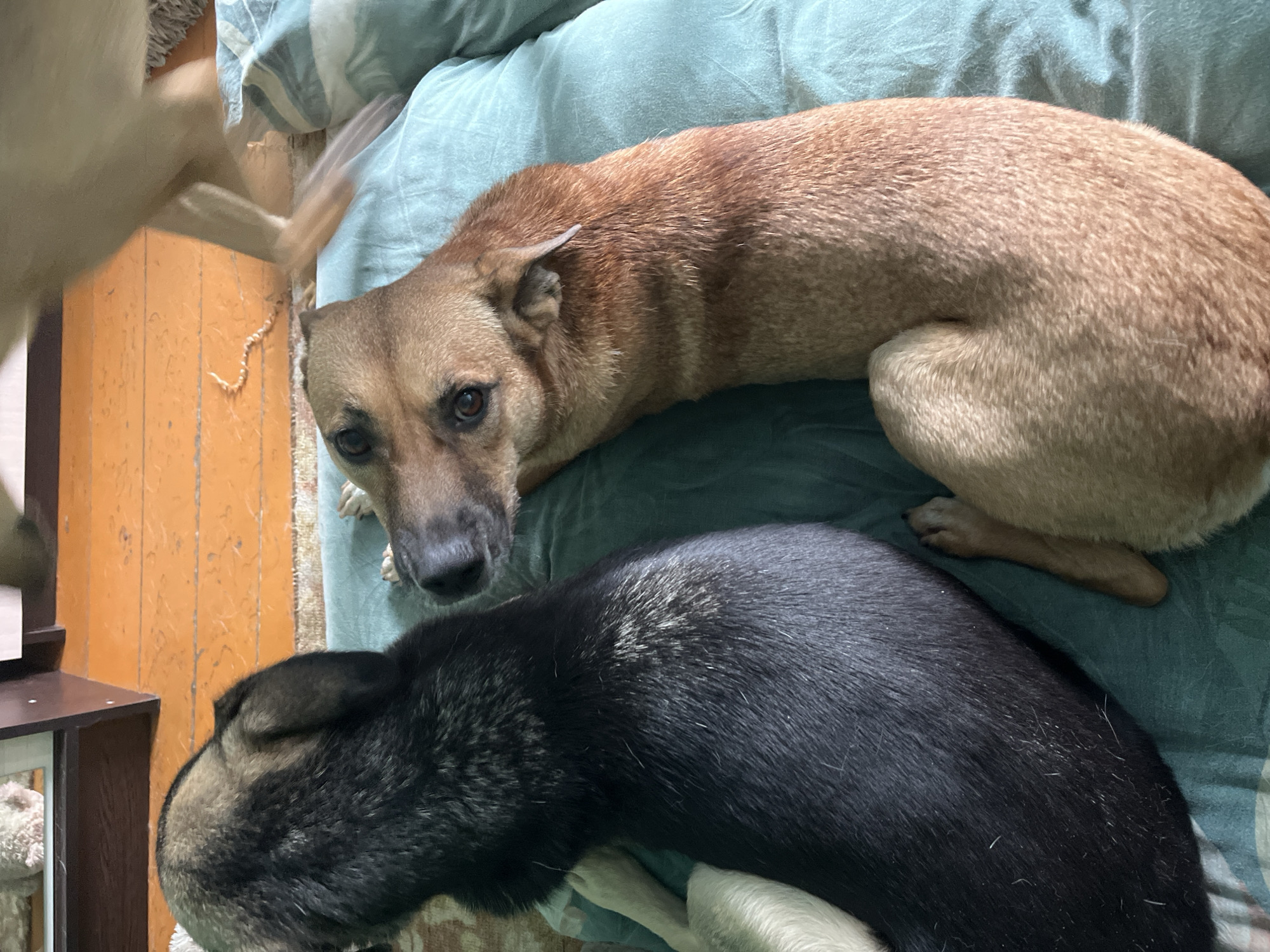 Two dogs are lying on a teal blanket. The dog on the left has black fur with some gray mixed in. The dog on the right has light brown fur. A third dog, mostly out of focus and a light tan color, is walking in the background. The dogs appear to be indoors, on a wooden floor with some patterned rugs. The image is taken from a high angle looking down at the dogs. There are no people visible in the image. There is no information about the location in the city of Nizhny Tagil, Russia.