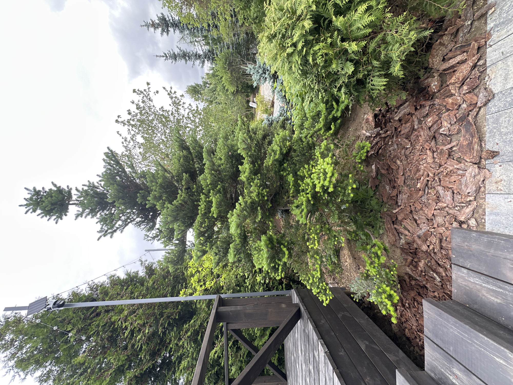 A medium shot captures an outdoor scene with a variety of coniferous trees and wooden structures. In the foreground, dark wooden steps lead down from the left, with a dark wooden deck and railing to the left of a prominent evergreen tree. The tree has bright green new growth at its tips and is surrounded by a bed of reddish-brown bark mulch. Behind this tree, a tall metal pole with a solar panel and what appears to be a security camera and string lights are visible. Further back, a dense array of various evergreen trees and shrubs fills the landscape. The sky is overcast with grey clouds. The scene is likely located in Zakharovo, Russia, given the context of the query. No people are present in the image.