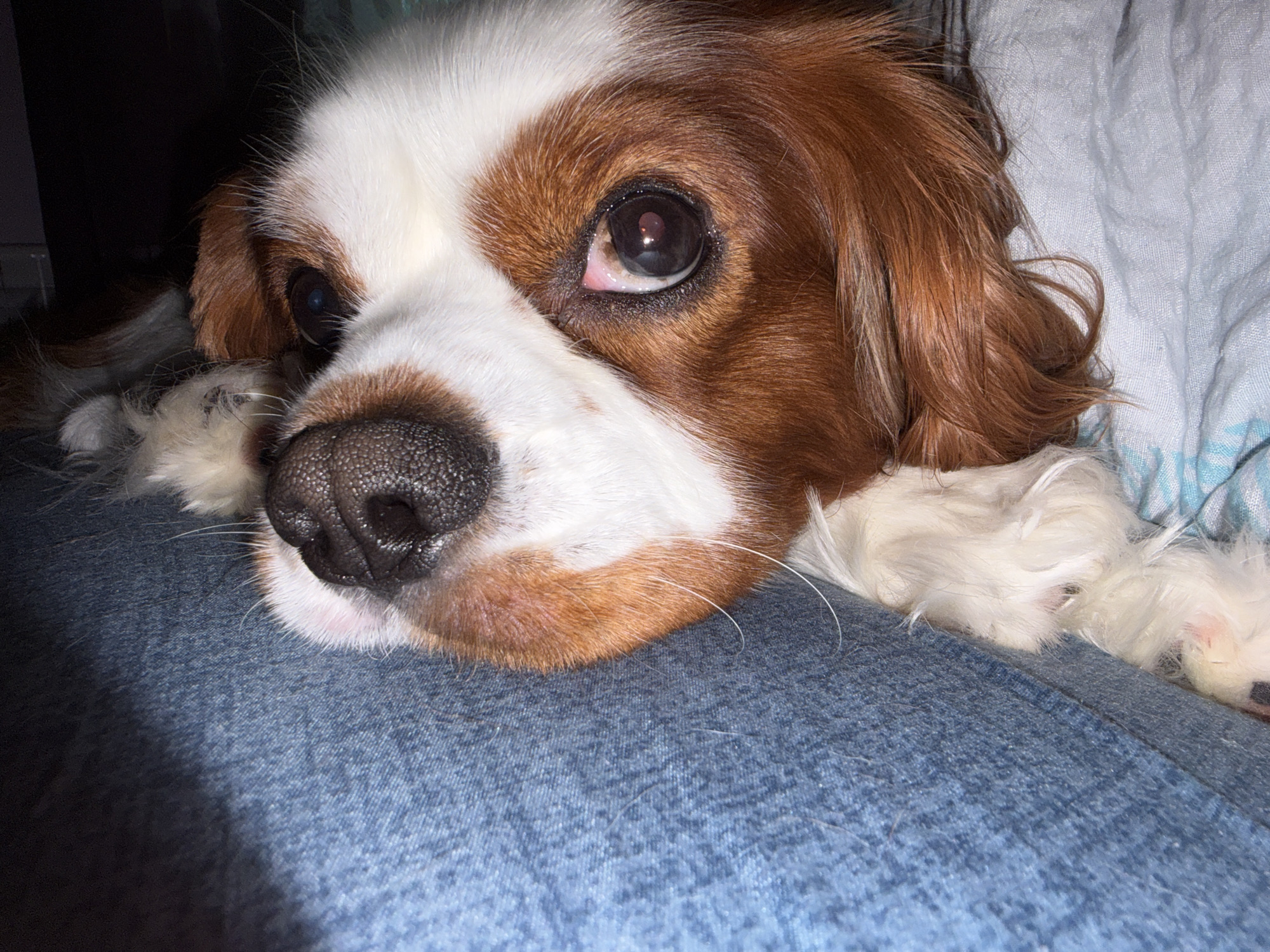 A close-up, eye-level, medium shot captures the head of a Cavalier King Charles Spaniel resting on a textured blue surface, likely denim. The dog's face is partially obscured by a light blue and white striped blanket. The dog has brown and white fur, with its dominant brown markings accentuating its head and ears. Its right eye, dark and expressive, is clearly visible, reflecting a subtle light source. The dog's wet, black nose is prominent, with a few white whiskers extending outwards. The background is dark and out of focus, suggesting an indoor setting. The lighting casts a shadow across the lower left portion of the blue surface. The scene is peaceful and intimate, focusing on the dog's serene resting state. The location in Dobrich, Bulgaria, is not determinable from the visual information provided.