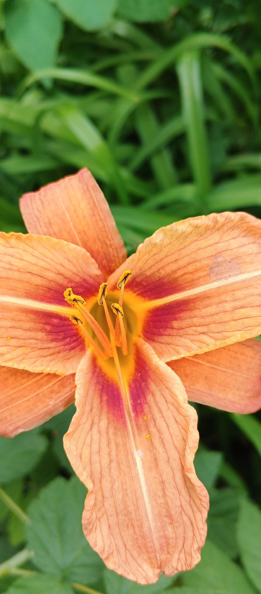 A close-up, vertical, outdoor shot captures the center of an orange lily in bloom. The lily's petals are a soft orange with prominent red veining radiating from the center. The stamens are a vibrant yellow, tipped with pollen. The background consists of out-of-focus green foliage. The image is a photograph taken at a low angle, with the lily as the primary subject. There is no discernible location in Izhevsk, Russia.
