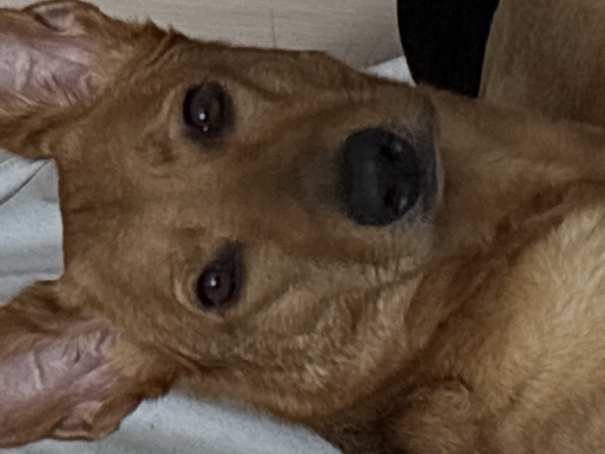 The image is a close-up portrait of a medium-sized dog with reddish-brown fur. The dog has large, erect ears and dark, expressive eyes. Its nose is black and prominent. The background is blurred and appears to be an indoor setting, possibly a room with soft furnishings like a blanket or couch, and a light-colored wall. There is no visible indication of the dog's location in the city of Saint Petersburg, Russia, nor is there any information about people, actions, or interactions.