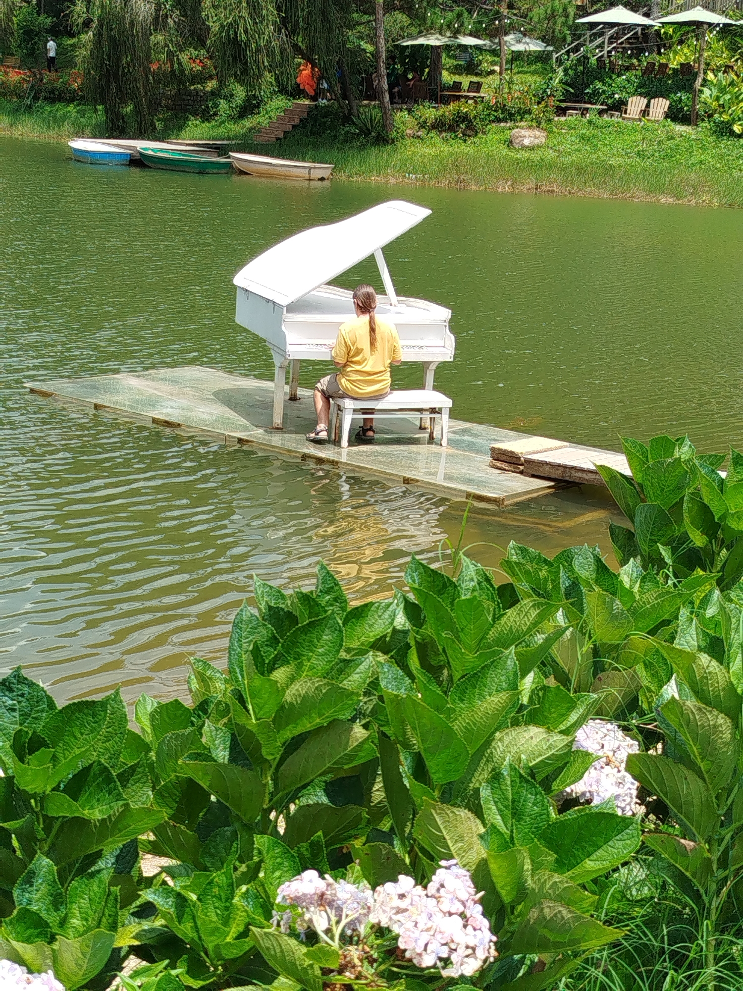 The image captures a serene scene at Cam Ly Falls in Da Lat, Vietnam, featuring a white grand piano situated on a floating wooden platform on the lake. A person with long, braided hair, wearing a yellow t-shirt and shorts, is seated at the piano, appearing to play. The piano's lid is open, revealing its keys. The platform is rectangular and extends from a slightly elevated wooden walkway. The lake's surface is calm, with ripples reflecting the surrounding greenery. In the background, lush trees and vegetation line the shore, with a hint of buildings and umbrellas visible further back, suggesting a park or resort setting. Three small boats are moored near the shore on the left side of the frame. In the foreground, large green leaves, likely from hydrangea plants, dominate the lower portion of the image, with some delicate purple and white flowers peeking through. The overall atmosphere is peaceful and picturesque, highlighting the natural beauty of the location with an artistic touch.