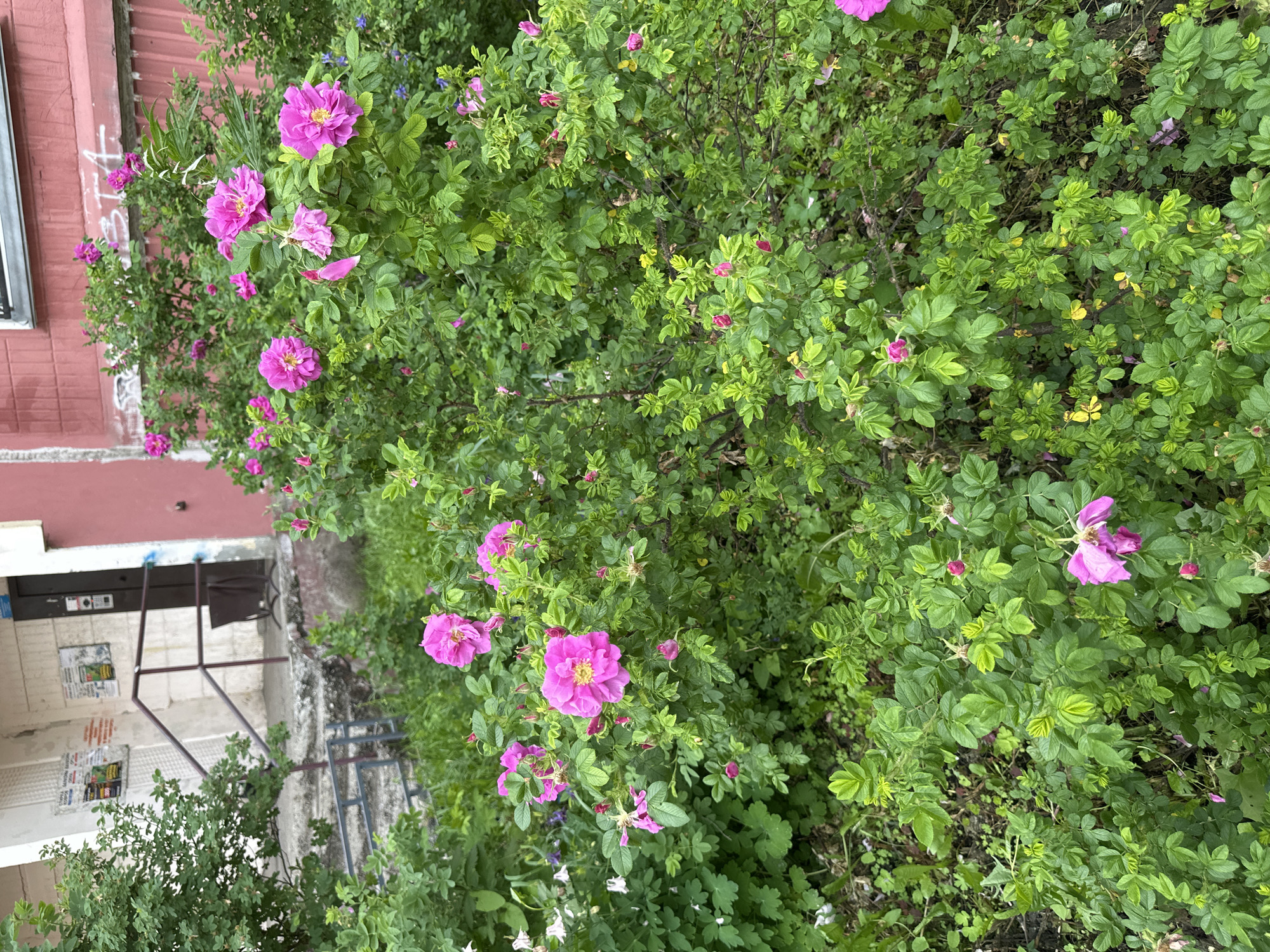 The image shows a cluster of pink roses in front of a building with a red facade. There are also stairs with a railing leading up to a doorway. The area appears to be in an urban setting in Novokuznetsk, Russia. The roses are in full bloom, with some petals falling to the ground. The building's facade is painted a faded red and there is some graffiti on the wall. The overall impression is one of an unkempt but vibrant urban space.