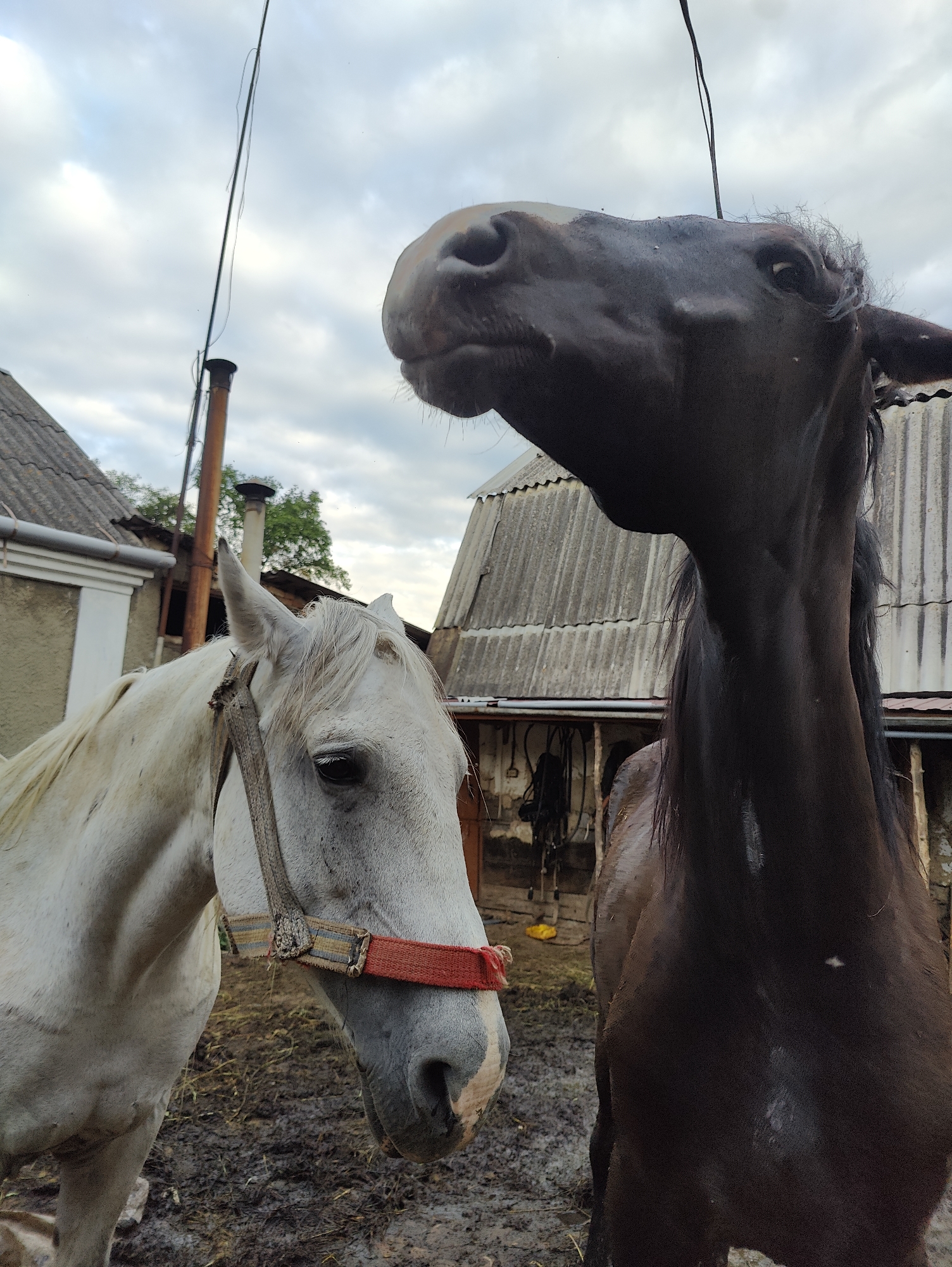 The photograph captures two horses in an outdoor setting. A white horse, wearing a red and striped halter, is positioned on the left side of the frame, facing the right. Its head is slightly tilted downwards. To its right, a dark brown horse is visible from the neck up, with its head raised and turned towards the camera, revealing its nostrils and mouth. Behind the horses, there are several structures that appear to be rural buildings with corrugated metal roofs, possibly barns or outhouses, suggesting a farm or stable environment. The ground is muddy and appears to have straw or hay scattered on it. In the background, a tall metal pipe or chimney rises vertically, with electrical wires strung across the sky. The sky is overcast with clouds. The scene is set in Yarmolyntsi, Ukraine.