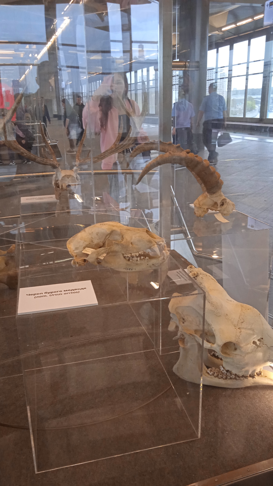 In an indoor exhibition space, likely a museum or gallery, a collection of animal skulls and antlers are displayed behind clear glass barriers. In the foreground, a bear skull is visible with a label in Russian identifying it as "Череп бурого медведя (лат. Ursus arctos)" which translates to "Brown bear skull (lat. Ursus arctos)". To the right of the bear skull, a portion of another animal skull with prominent teeth is visible. In the mid-ground, a large set of antlers from what appears to be a deer or elk are displayed, along with another skull. In the background, through the glass, several individuals are walking in a hallway or promenade area. Some are looking into the exhibit. The environment appears to be modern with reflective ceilings and large windows, suggesting a public building. The lighting is a mix of overhead artificial lights and natural light from the windows.