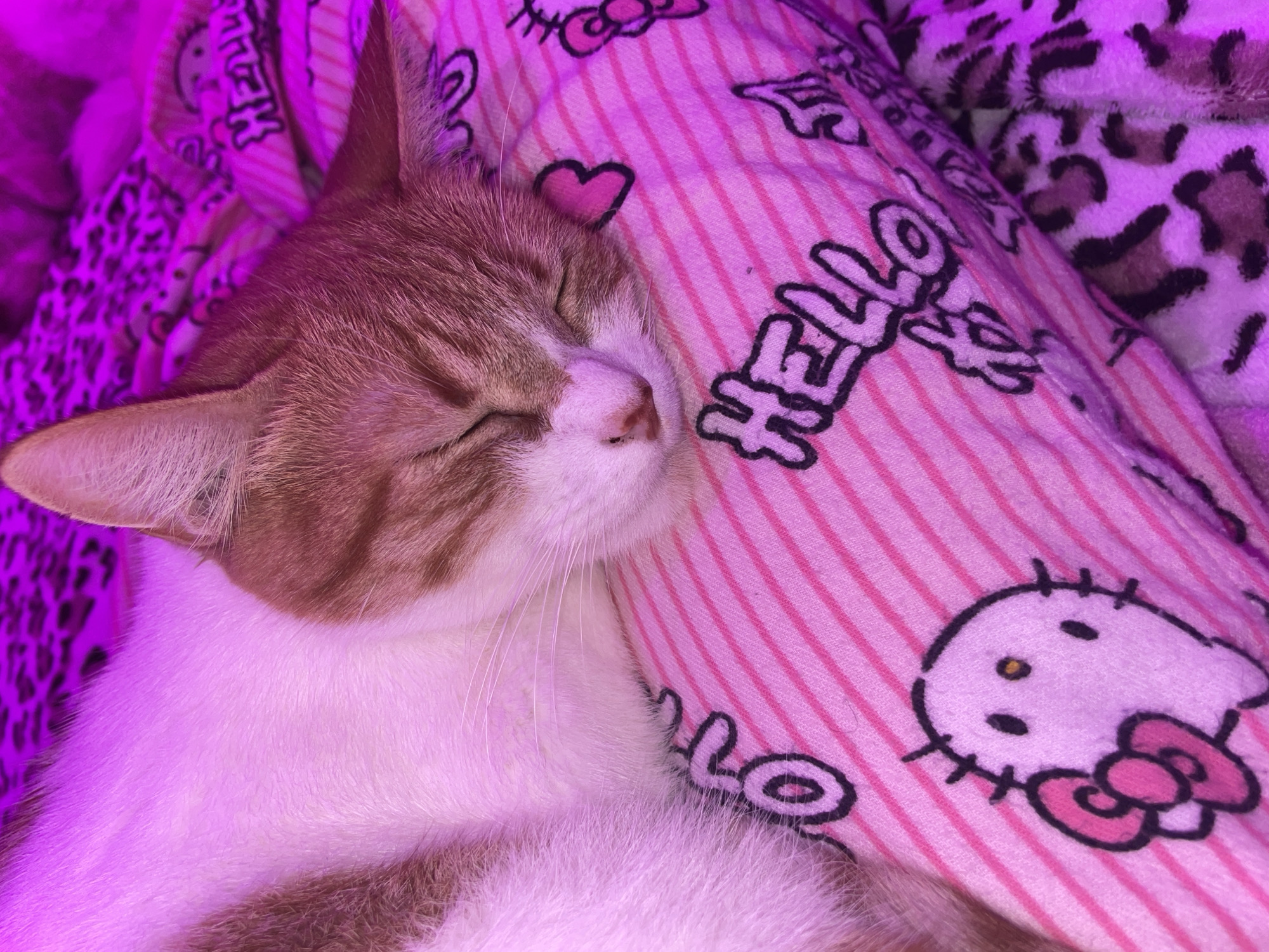 This image, taken in Buenos Aires, Argentina, captures a serene moment of an orange and white tabby cat deeply asleep. The cat is positioned in the foreground, with its eyes closed and head resting comfortably, showcasing its soft white underbelly and striped, ginger-colored fur on its head and back.
The scene is bathed in a vibrant, artificial neon pink or purple light, casting a distinctive glow over the cat and its surroundings. The cat is nestled on a soft, pink blanket characterized by white stripes and playful "Hello Kitty" motifs. Visible on this blanket are the word "HELLO" in a stylized font, a small black-outlined pink heart, and parts of the iconic Hello Kitty character. Adjacent to this, another blanket with a dark brown and beige leopard print pattern can be seen, also strongly illuminated by the pink light.
The photograph evokes a sense of peace and coziness, with the sleeping cat appearing completely at ease in the warmly lit, comfortable setting. The unique lighting creates a dreamy and intimate atmosphere.