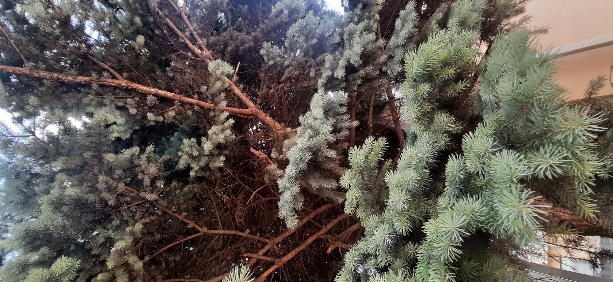 This is a vertical, low-angle shot of the branches and needles of a blue spruce tree. The needles are a dusty blue-green and densely packed, with some brown branches and older, sparser needles visible in the background. The sky is overcast and visible through the gaps in the branches. The tree appears to be in an urban or suburban environment, with hints of a building and a light-colored railing in the lower portion of the image. There are no people or animals present. The image does not contain any specific identifying features of Yessentukskaya, Russia.