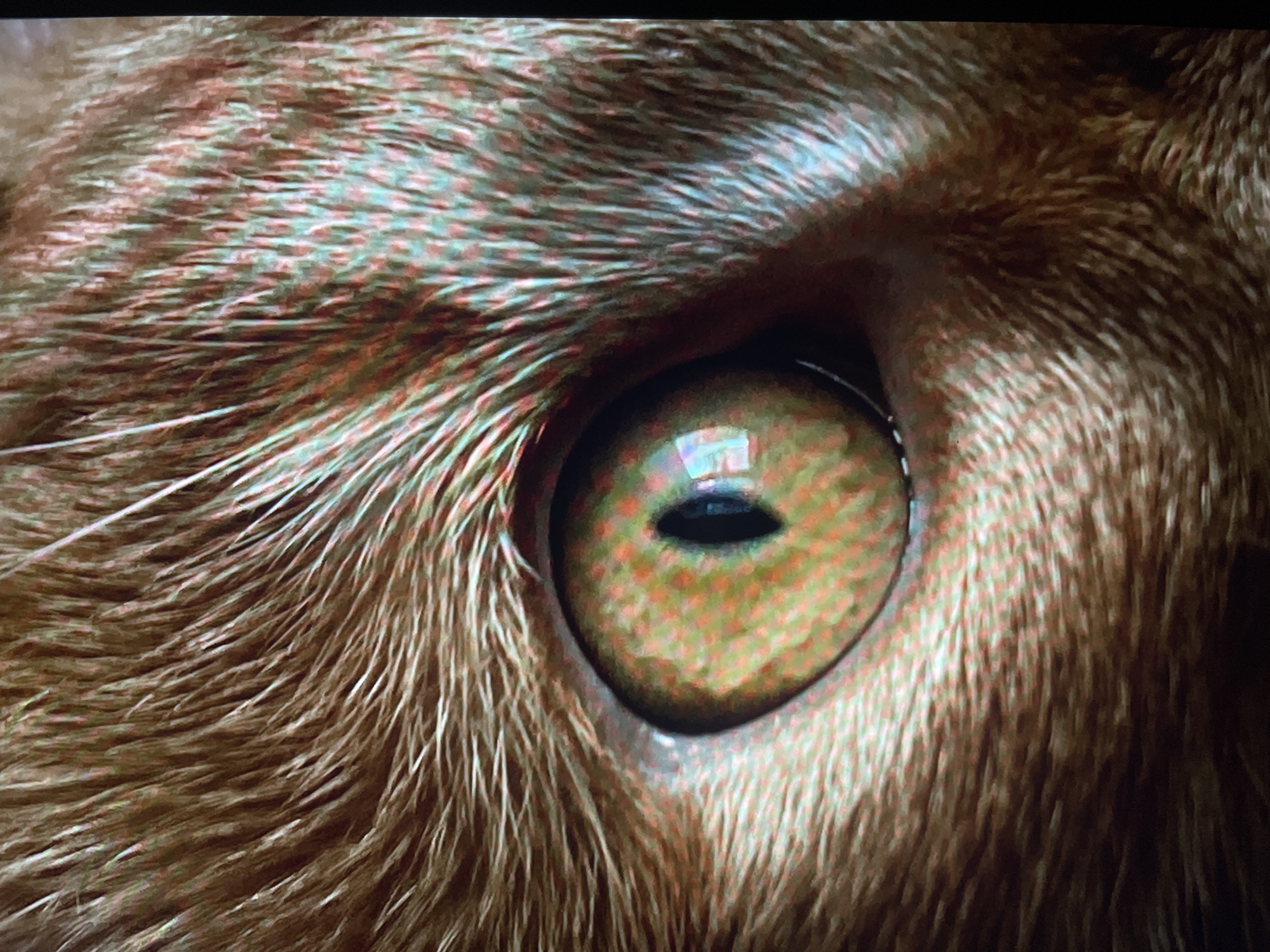 A close-up image shows a cat's eye. The iris is predominantly gold with hints of orange and green. The pupil is a vertical black slit. Fur surrounds the eye, with colors ranging from light to dark brown. The origin of the image is Unknown, Unknown.