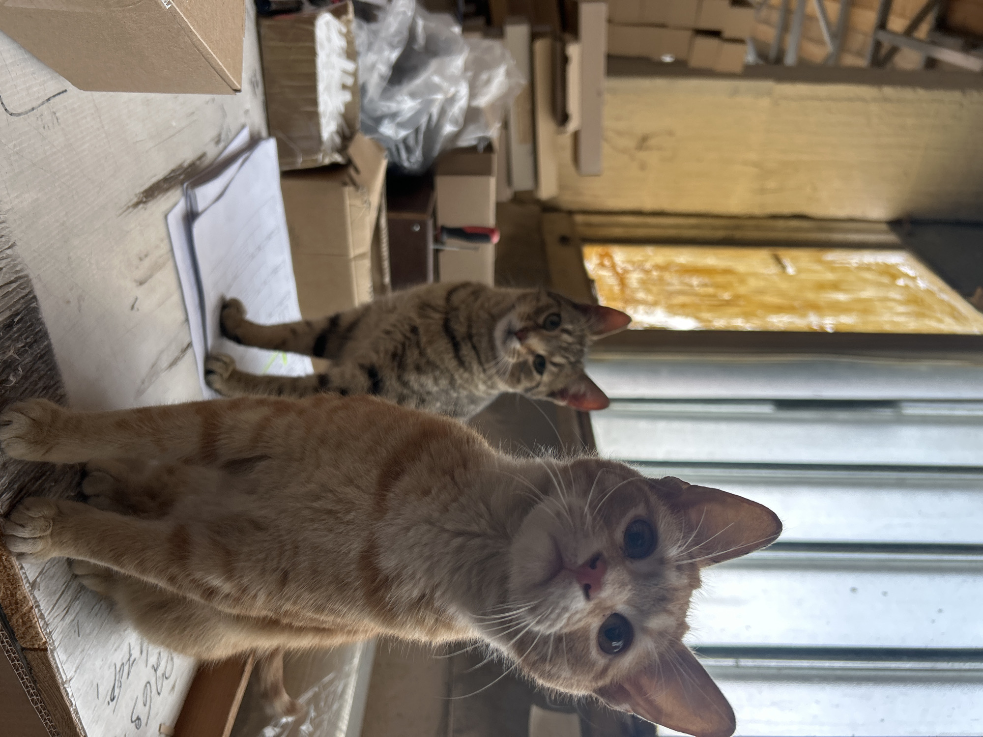 Two cats are visible in the image. In the foreground, an orange tabby cat looks directly at the camera. Behind it and slightly out of focus, a brown tabby cat lies with its head raised, also looking forward. The scene is cluttered, with cardboard boxes and papers visible in the background and to the side of the cats. Behind the cats, a window with white blinds is partially open. The location is unclear.