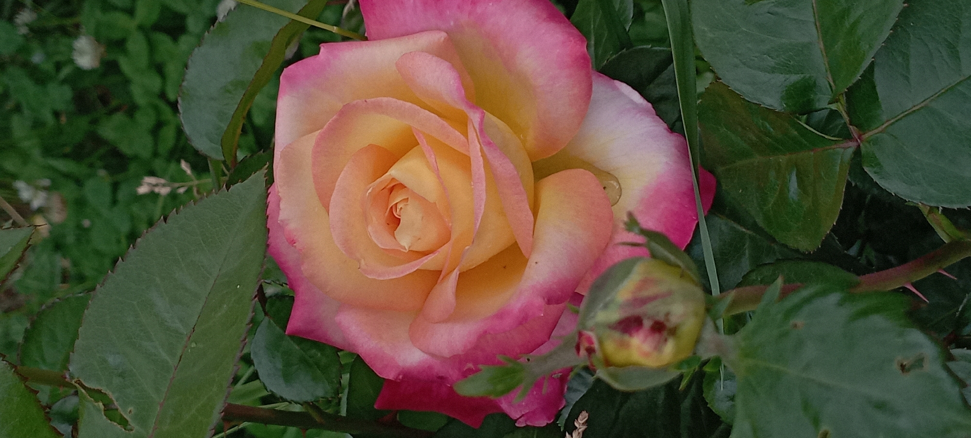 This is a close-up, eye-level shot of a bicolor rose in bloom, surrounded by green foliage and a rosebud. The rose's petals transition from a soft yellow in the center to a vibrant pink on the outer edges, with some petals showing a delicate gradient between the two colors. A single dewdrop rests on one of the pink-edged petals. To the right of the main bloom, a rosebud is partially open, revealing hints of pink and yellow within its green sepals.
The background is filled with lush green leaves, some in sharp focus and others blurred, suggesting a garden setting. The leaves have serrated edges, and some show signs of minor damage or wear. A thorny stem is visible in the lower right portion of the image. The lighting suggests it is daytime, possibly after a rain shower due to the dewdrop. There is no visible text in the image. The overall impression is one of natural beauty and the unfolding of a delicate flower.