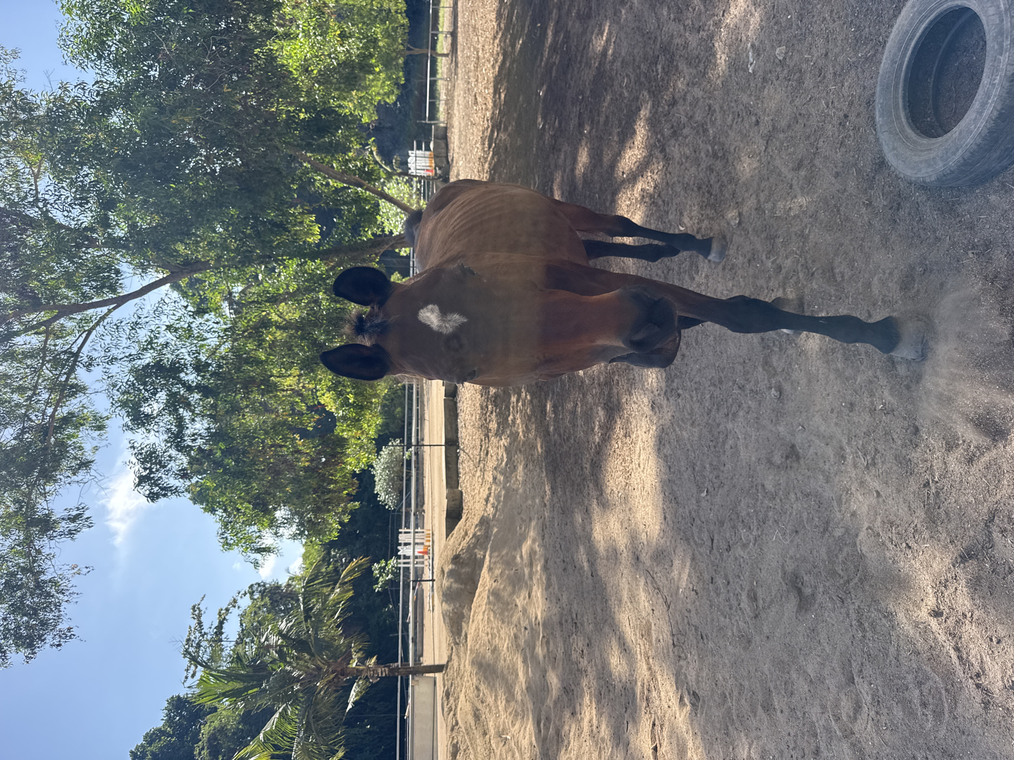 A brown horse stands in a sandy enclosure under a clear blue sky with scattered clouds, surrounded by lush green trees. The horse is facing the camera, with its head slightly tilted. A white star marking is visible on its forehead. The enclosure appears to be a riding arena, with a fence and some equestrian obstacles in the background. A discarded tire lies on the ground to the right of the horse. The scene suggests a sunny day at a stable or equestrian facility. The location is not Kuta Selatan, Indonesia; this is a generic horse enclosure.