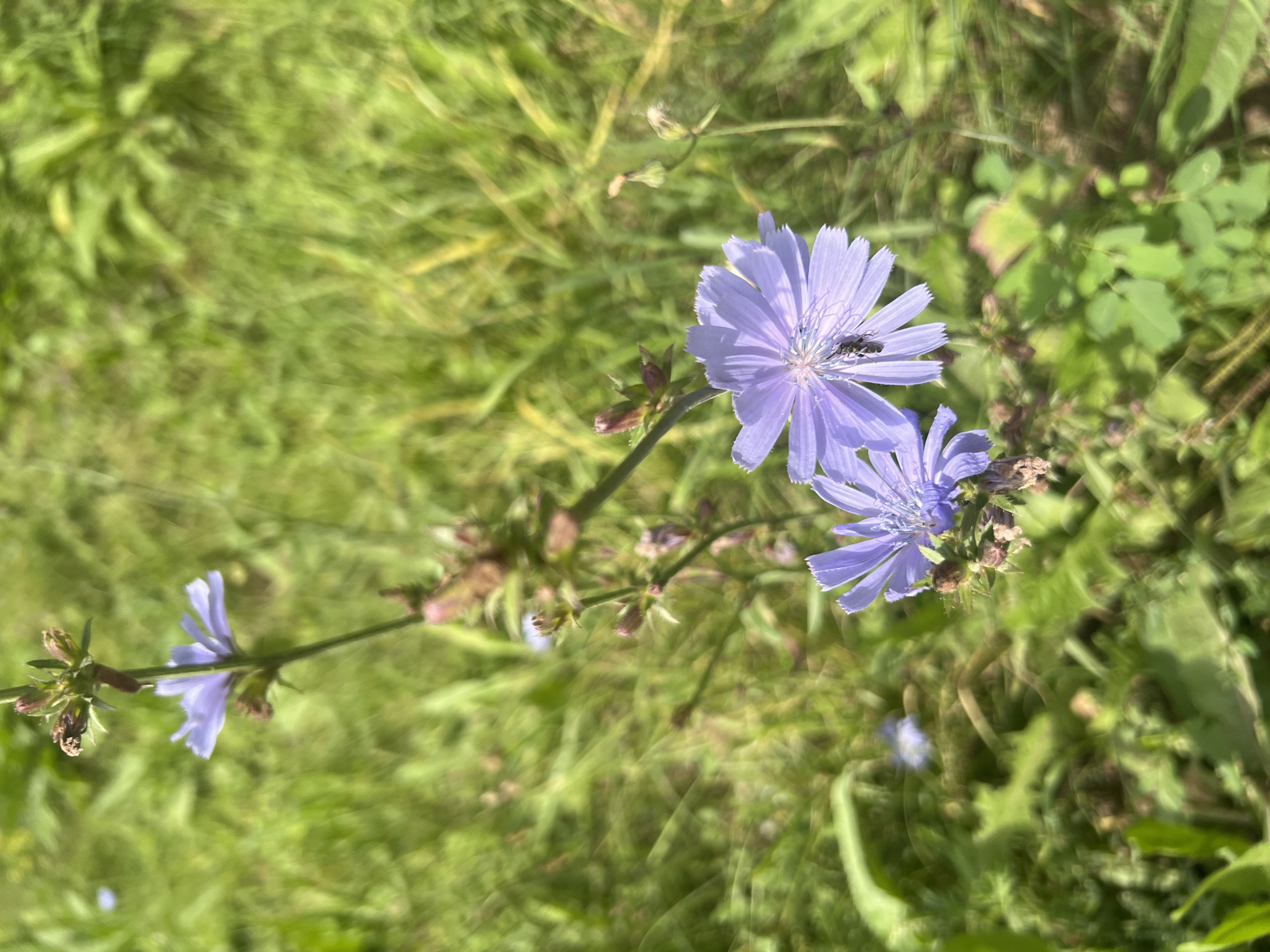 In an outdoor environment with a focus on nature, two pale purple chicory flowers are the primary subjects, one in the foreground and another slightly further back. The flowers have delicate, ray-like petals. A small, dark insect, possibly a bee, is visible on the petals of the foreground flower, suggesting it is interacting with the bloom. The flowers are attached to a thin, green stem with several unopened buds and some dried remnants of past blooms. The background is a blur of green grass and foliage, indicating a natural setting such as a field or meadow. The lighting suggests it is daytime, with the sun casting a warm glow, creating a soft focus on the surrounding vegetation. The image appears to be taken from a slightly elevated angle, looking down on the flowers. There are no identifiable structures or landmarks that would indicate a specific location within a city.