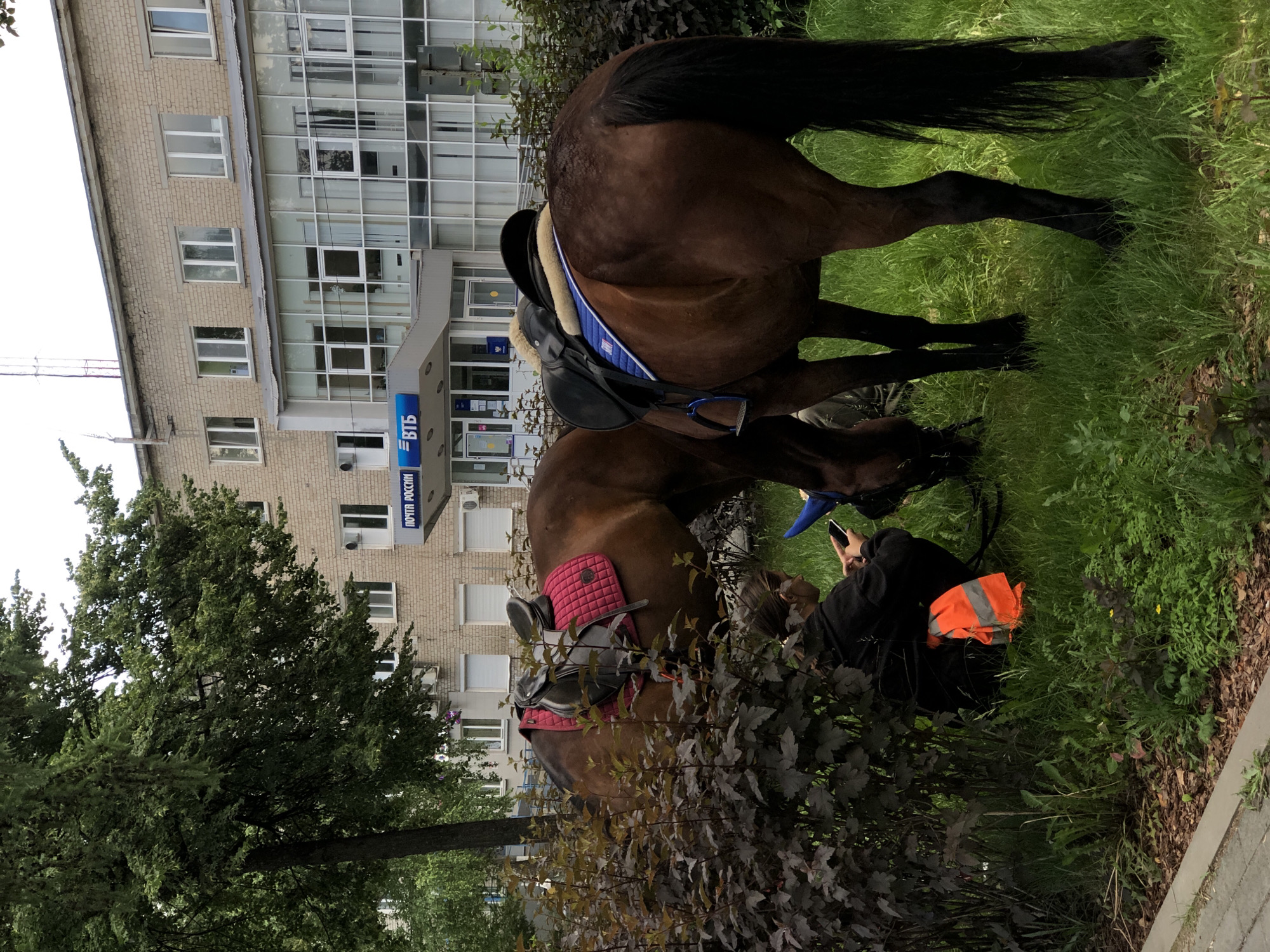 A brown horse is standing on a grassy area in front of a brick building with large glass windows. The horse is wearing a saddle with a blue and white saddle pad and a pink quilted pad underneath. A person wearing a black hooded jacket and an orange reflective vest is lying on the grass near the horse, looking at their phone. Another person, partially visible, is also near the horse. The building appears to be a bank or post office, with a blue sign that has white Cyrillic text. The sky is overcast, suggesting it is daytime. The scene is set in Chaikovsky, Russia.