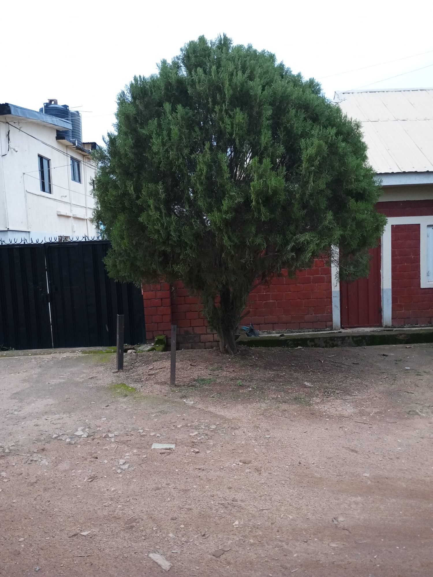 The image depicts an outdoor scene with a large, dense evergreen tree prominently featured in the center. To the left of the tree, a white building with dark-framed windows and a black metal gate with a barbed-wire top is visible. The building appears to have water tanks on its roof. To the right of the tree is a building with a red brick facade and a dark red door, set against a light-colored wall with a white frame around a window. The ground is a mixture of dirt and gravel. Two dark metal posts are partially visible in the foreground. The scene is consistent with a residential or institutional compound in Jos, Nigeria, given the architectural style and common building materials.