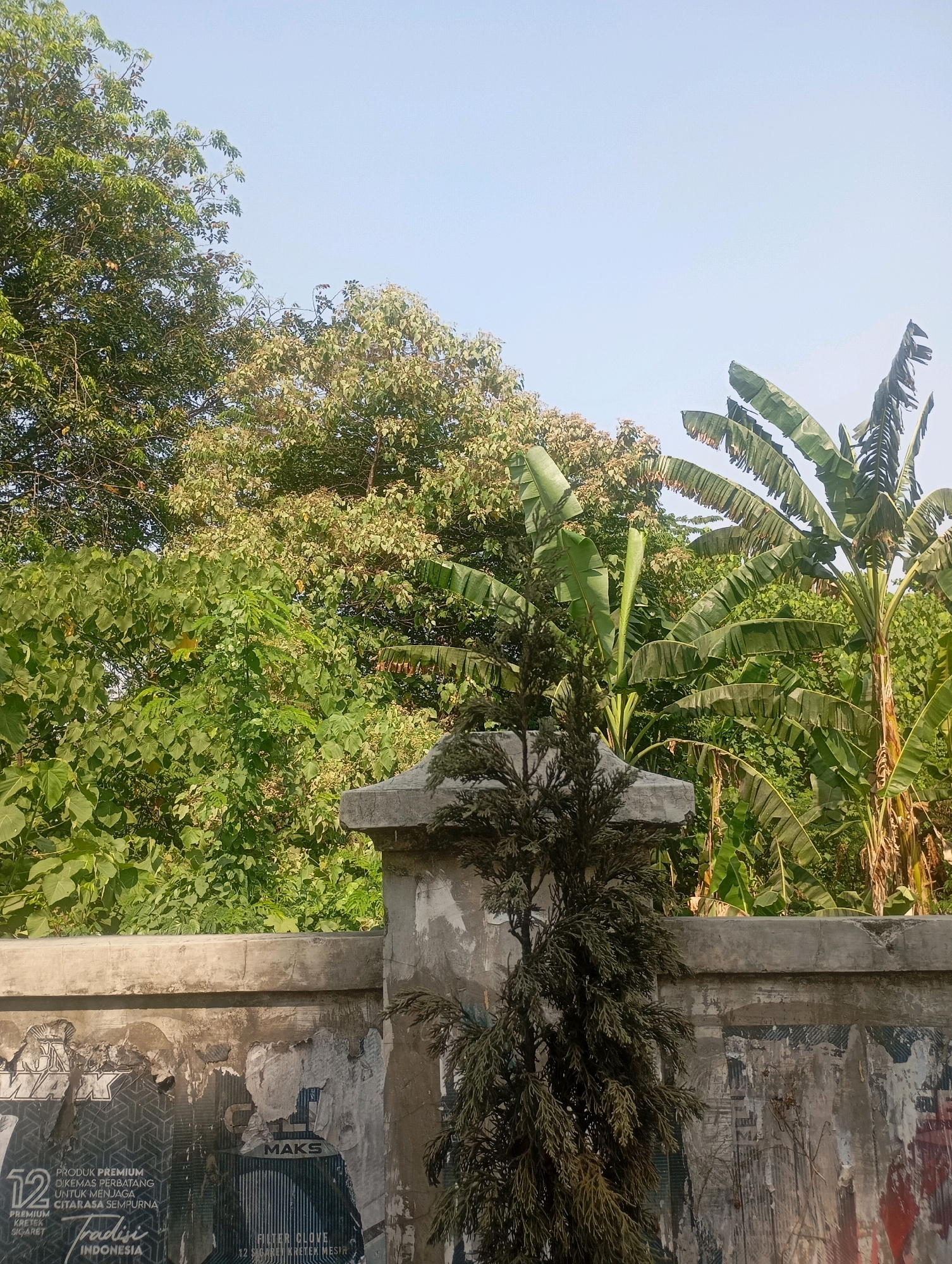 The image depicts a section of a weathered concrete wall in Babelan, Indonesia, with various posters partially torn and peeling off. A small, dry-looking conifer tree stands in front of a concrete pillar and wall. Behind the wall, lush green foliage is visible, including banana trees and other leafy vegetation, against a clear blue sky. The scene appears to be an outdoor, possibly urban or semi-urban, environment.