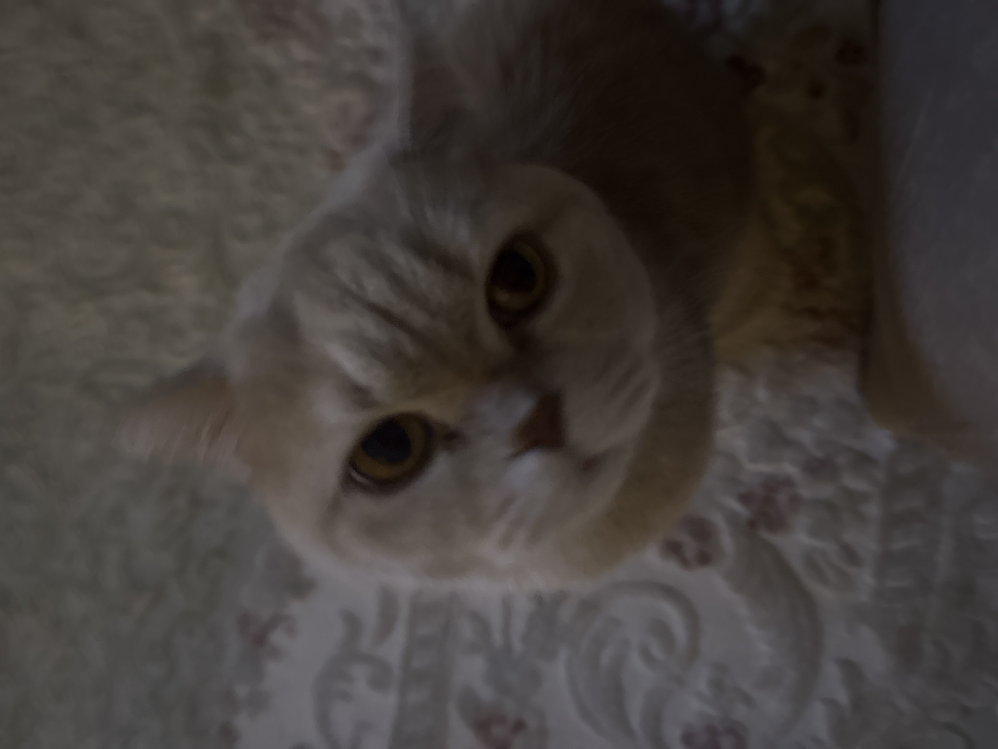 A close-up, high-angle shot shows a light orange cat with round, yellow eyes looking upwards. The cat's face is centered, with some of its body visible behind its head. The background appears to be a patterned surface, possibly a bedspread. The location is Unknown, Unknown.