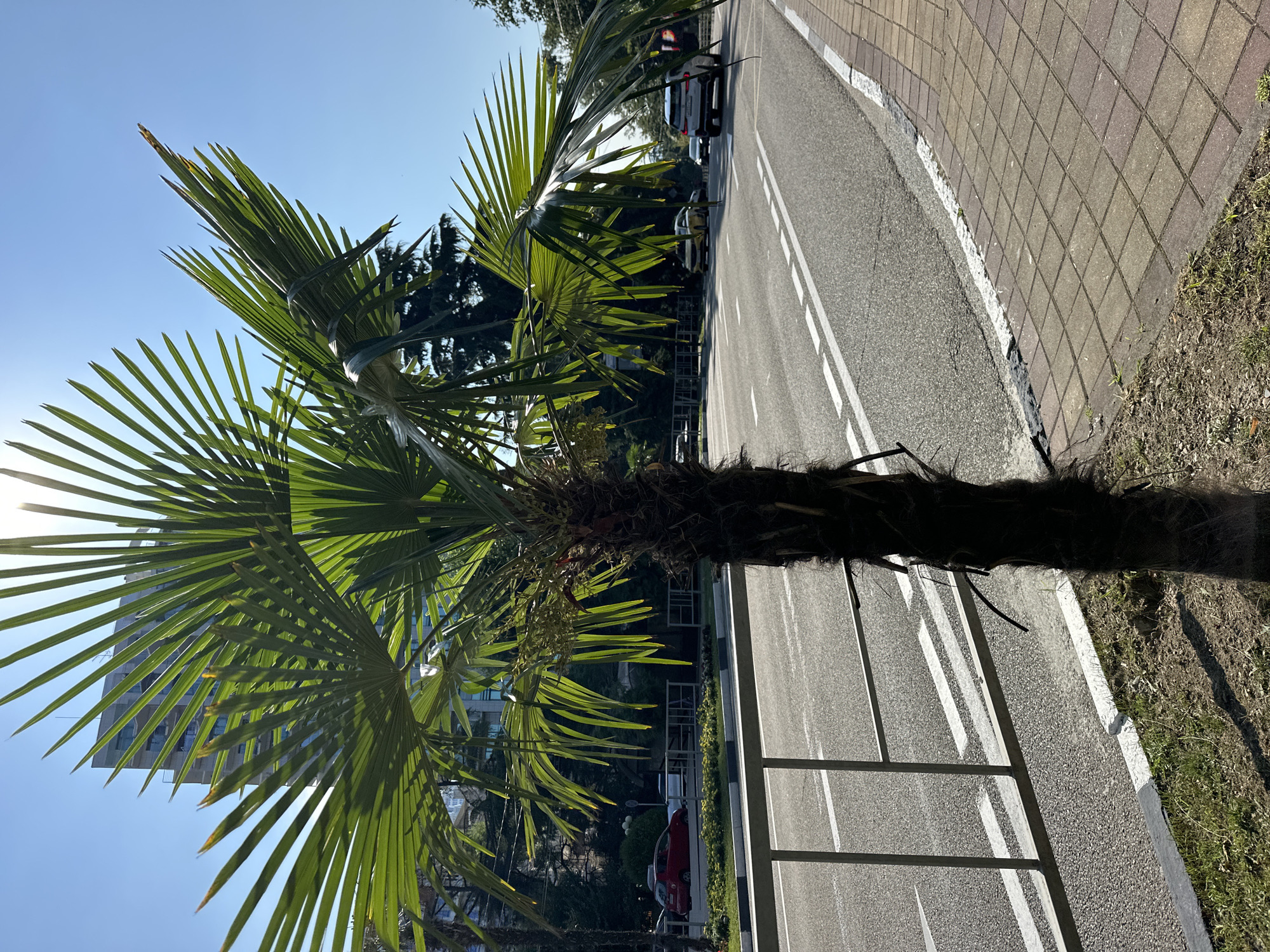 This image captures a bright, sunny day in Sochi, Russia, featuring a palm tree in the foreground. The palm tree's green fronds are illuminated by the sun, casting shadows. Behind the palm tree, a road is visible with a white painted lane divider. Several cars, including a white SUV and a yellow sedan, are driving on the road. To the left of the road, there is a metal fence, a sidewalk paved with reddish-brown bricks, and a building in the background. The sky is clear and blue.