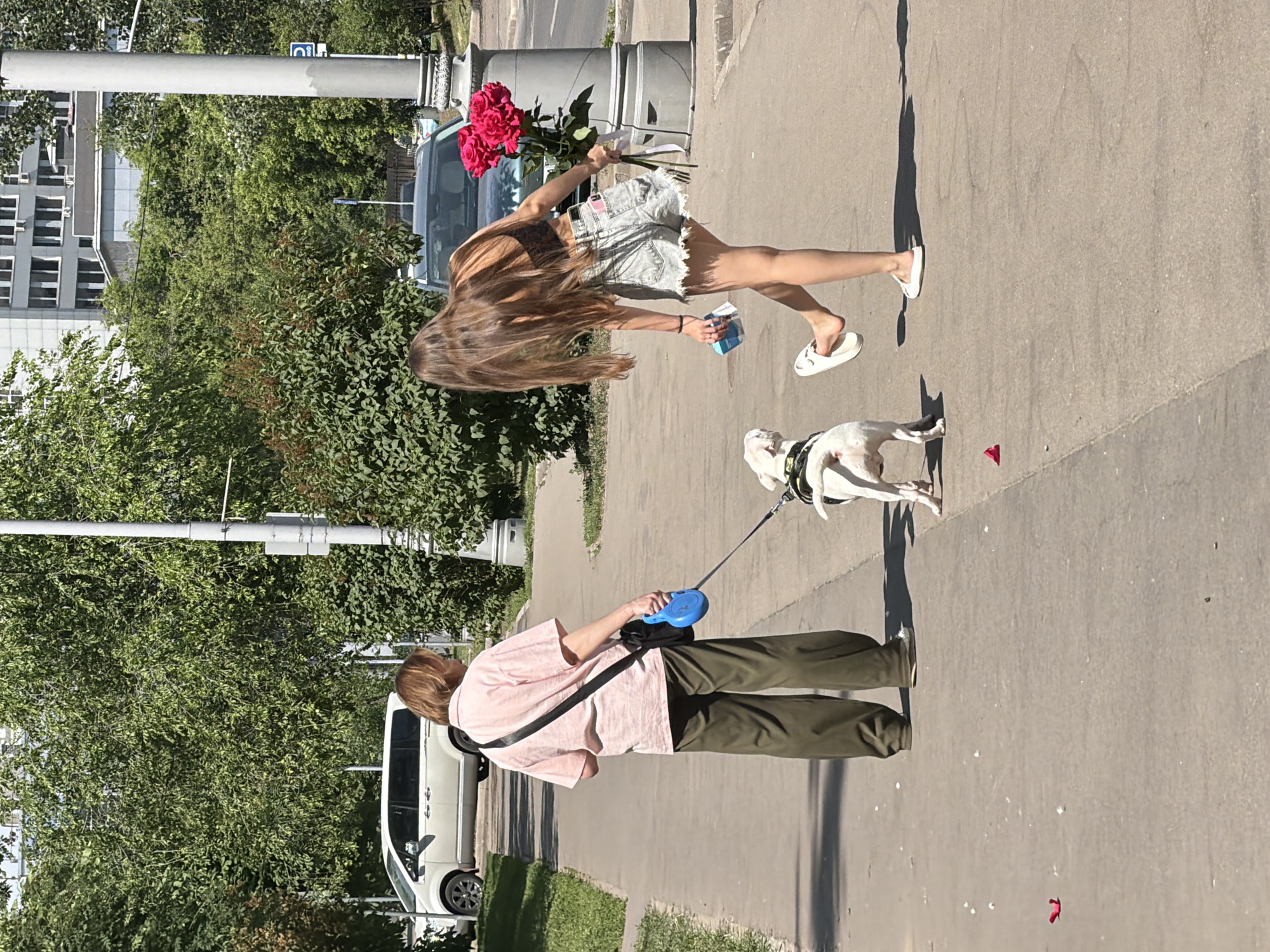 The image depicts an outdoor urban scene, consistent with a street in Moscow, Russia, under bright daylight. A paved sidewalk extends from the foreground towards the midground.
On the left, an adult female, viewed from behind, walks right-to-left. She wears a pink short-sleeved collared shirt, olive green wide-leg trousers, and light-colored flat shoes. A black crossbody bag is slung over her left shoulder. She holds a blue retractable dog leash in her right hand, which is attached to a white, short-haired dog (appearing to be a bulldog breed) wearing a green and black harness.
On the right, a younger adult female is bent over, facing towards the dog and the ground. Her long, straight, dark brown hair cascades down her back. She is dressed in a black crop top and light blue ripped denim shorts with frayed edges. She wears white slip-on sandals, with her right foot lifted slightly from the ground. In her right hand, she holds a large bouquet of bright red roses, tied with a white ribbon. Her left hand holds a small blue and white object, possibly a package.
The white dog is positioned between the two individuals, looking back towards the young woman.
The ground is a light grey paved surface, with scattered small white flecks and one distinct red petal or piece of debris visible in the lower left quadrant. Shadows from overhead foliage and street furniture fall across the path.
The background features lush green deciduous trees and bushes lining the sidewalk, with a street and parked vehicles visible beyond them. A white minivan is parked further down the street on the left. Several multi-story grey buildings, characteristic of urban architecture, are visible through and above the trees, some with external air conditioning units. A tall grey lamppost with a decorative base stands on the right, with a blue circular parking sign (featuring a white 'P') attached to another pole further back. The scene is illuminated by strong sunlight, creating distinct shadows.