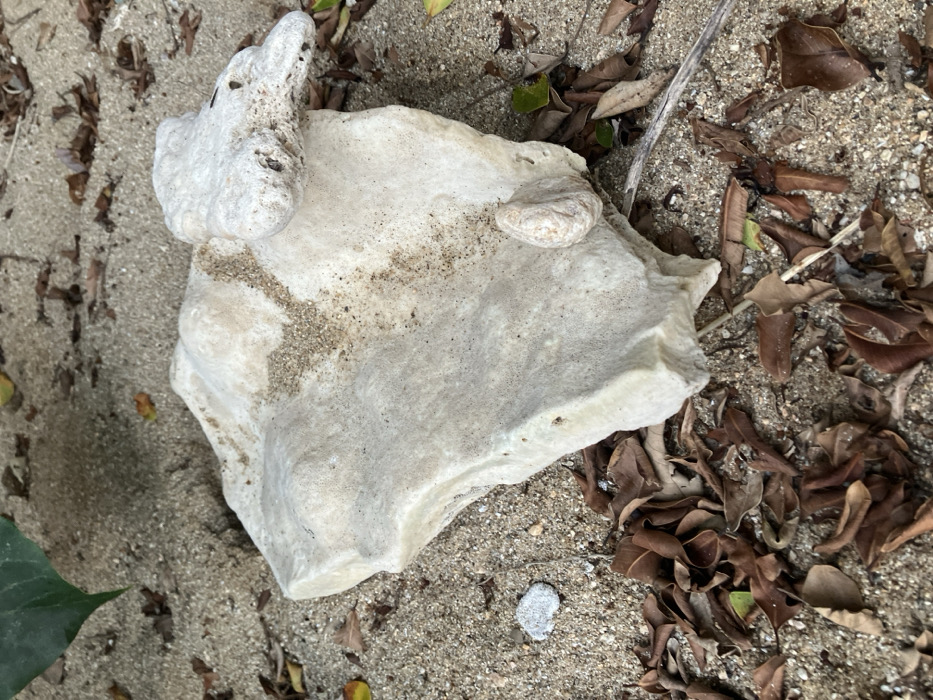 This image captures a ground-level view within Sơn Trà Ward, Vietnam. The primary subject is a large, irregularly shaped mass of light-colored, porous rock, consistent with coral or weathered limestone, resting on sandy soil. The rock surface features embedded fine sand particles and exhibits textural variations. Perched on the upper-right quadrant of this main formation is a smaller, elongated rock fragment of similar material, presenting a rough, pitted surface. A separate small, ovoid, ribbed object, resembling a shell, is adhered to the lower-right face of the central rock. The surrounding environment consists of light brown sand, extensively strewn with dry, curled brown leaves and sparse green foliage. A single, larger green leaf is partially visible in the upper-left background. A small, light grey pebble is situated on the sand to the left of the central rock, and a thin, light-colored stick is partially obscured by leaves in the lower-right foreground. No human figures, animals, or dynamic actions are depicted.