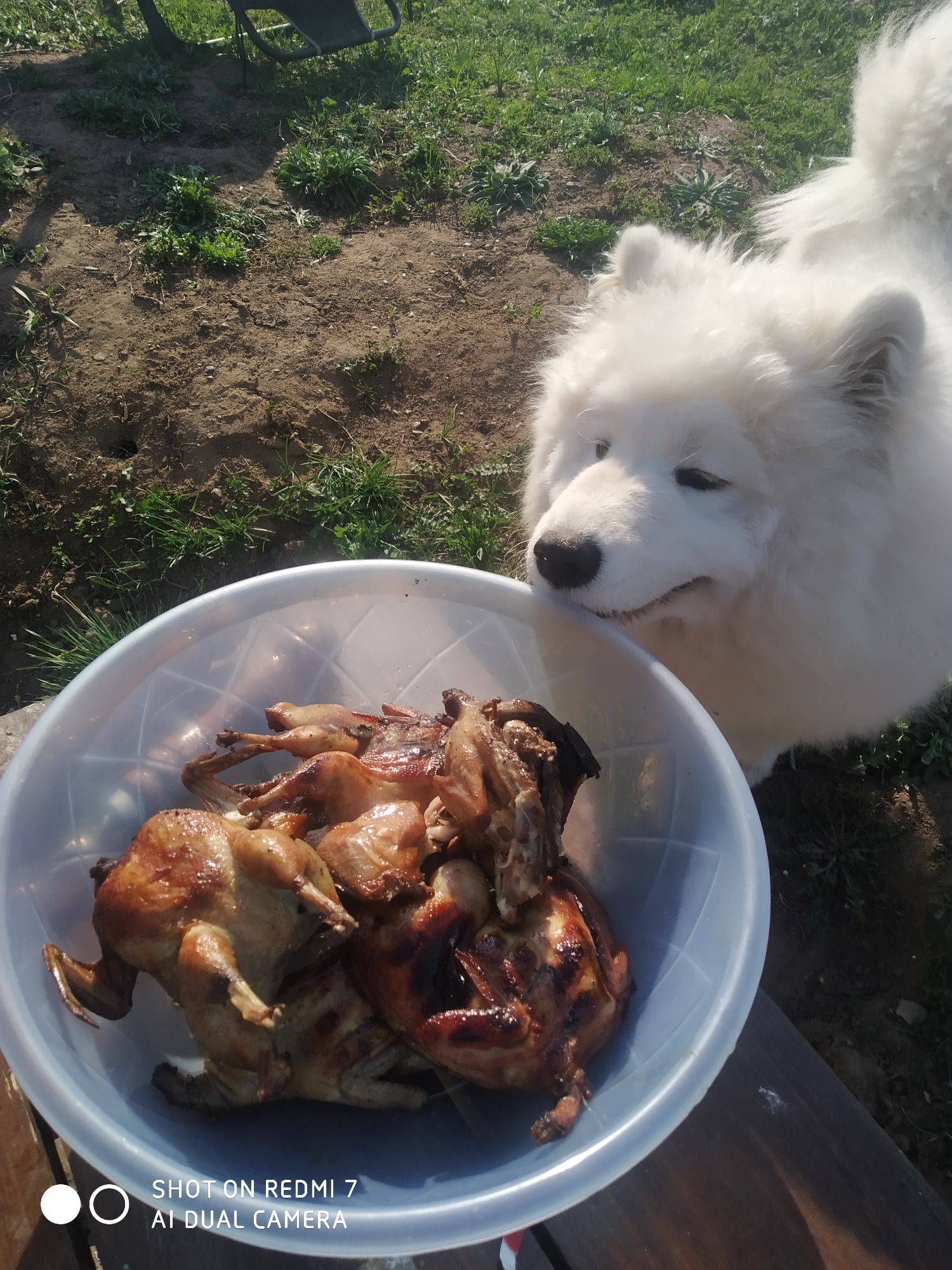 The image shows a fluffy white Samoyed dog looking at a bowl of roasted quail. The bowl sits on a wooden surface outdoors in a grassy area, likely in a yard. The text "SHOT ON REDMI 7 AI DUAL CAMERA" is visible at the bottom of the image. The location may be in or near Chaikovsky, Russia, as indicated by context clues not visible in the image.