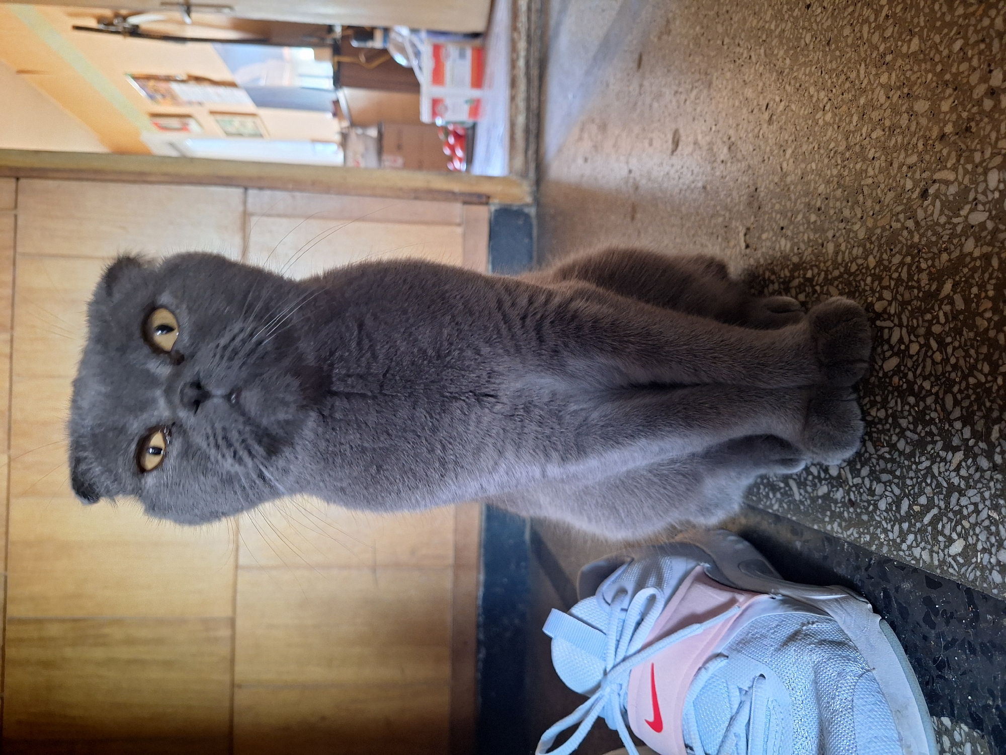 A close-up, eye-level shot features a grey Scottish Fold cat sitting upright on a patterned floor, its gaze directed forward. To the left of the cat is a light blue athletic shoe with pink accents and a red Nike swoosh logo. The background shows a wooden paneled wall and a partially visible doorway leading to another room, where some boxes and shelves can be observed. The image does not contain any identifiable landmarks or elements that would specifically place it in Lovech, Bulgaria.