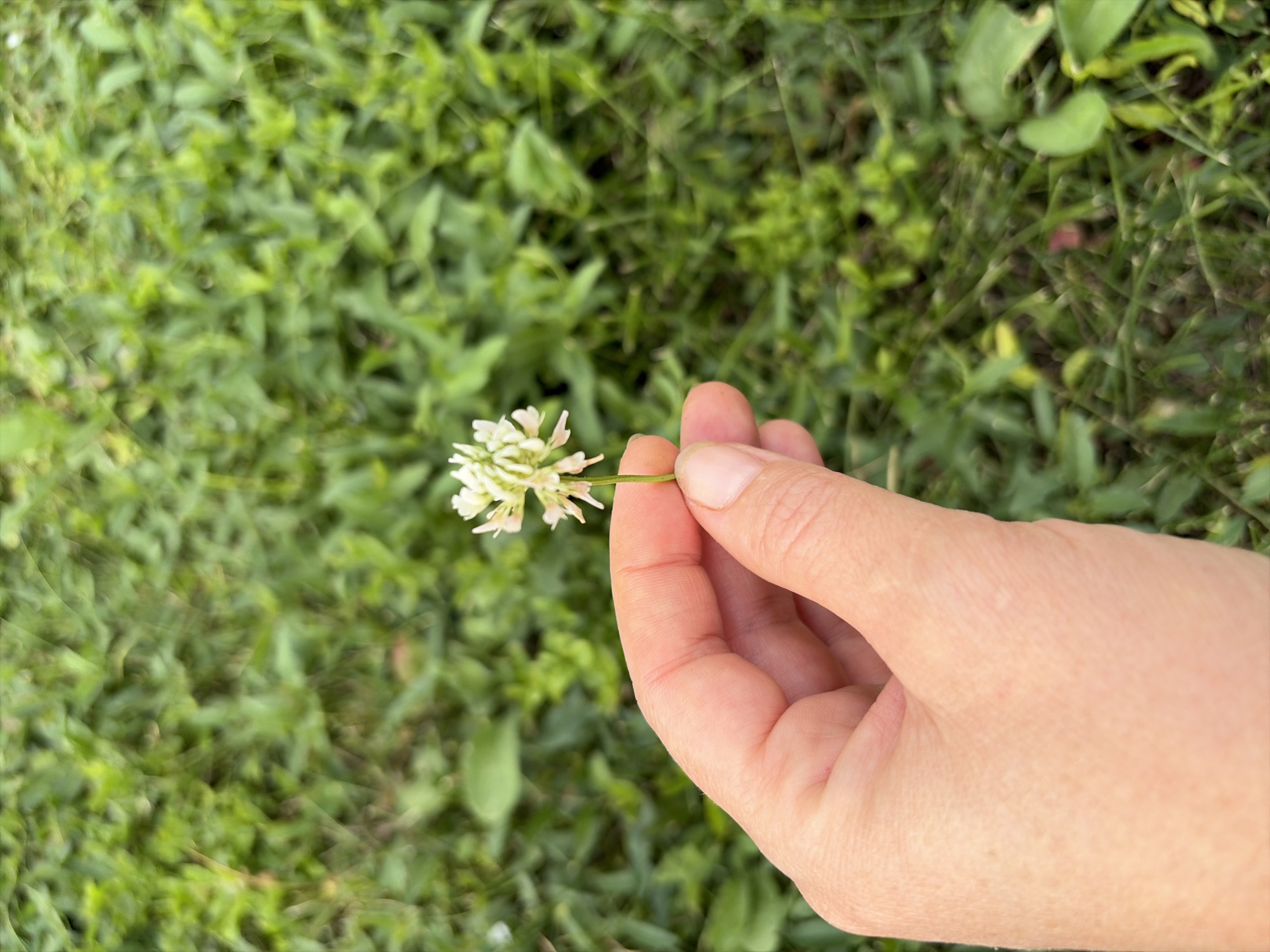 A hand is shown holding a small white clover flower against a blurred green background of grass and foliage. The hand appears to be of a person of light skin tone, with visible fingernails. The clover flower is delicate and spherical in shape, with multiple small petals. The background is out of focus, suggesting a shallow depth of field, and appears to be an outdoor environment with lush green vegetation. The scene does not provide any specific visual cues to determine a location within Oxentea, Moldova.