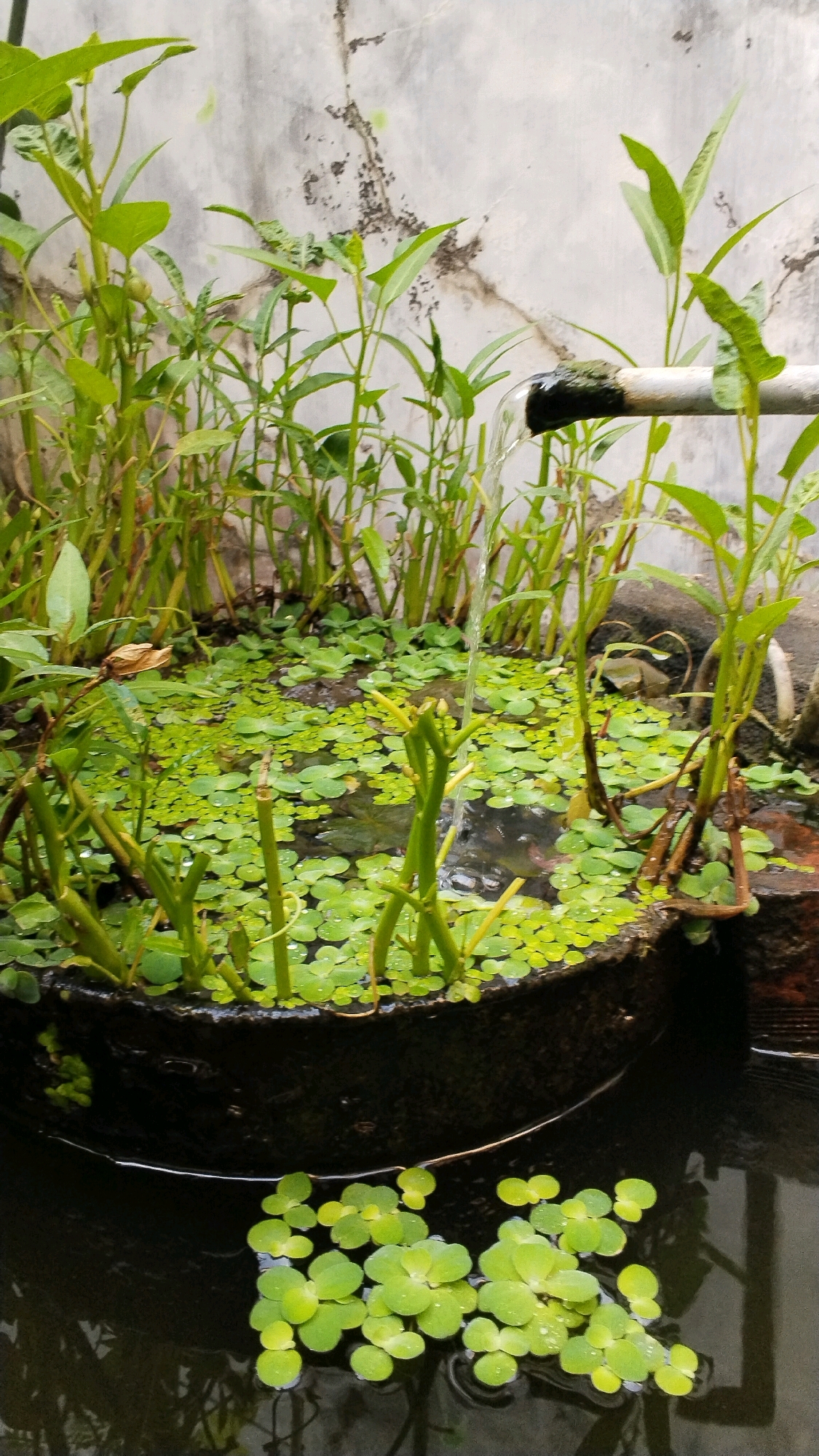 In Penompo, Indonesia, this image captures an outdoor scene with a stone planter overflowing with water spinach and duckweed. A metal pipe extends from the upper right, dispensing a stream of water into the planter, where it collects around the submerged roots of the plants. The planter itself sits within a larger body of dark water, with more duckweed floating on the surface. In the background, a textured concrete wall exhibits signs of weathering and discoloration, with faint shadows suggesting an overcast sky. The overall impression is one of a vibrant, aquatic garden thriving in a rustic, outdoor setting.