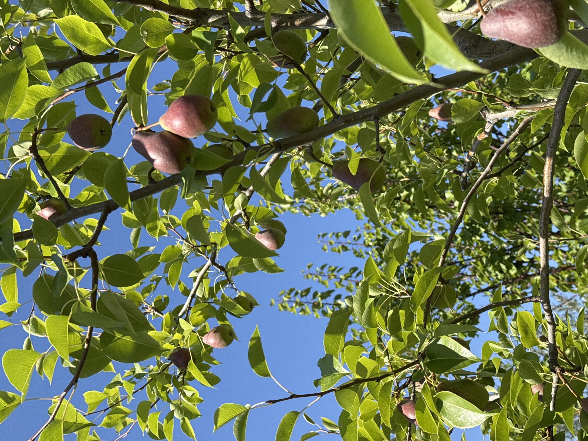 This is a close-up, eye-level shot of a pear tree laden with ripe fruit, set against a clear blue sky. The foreground is dominated by the tree's branches, leaves, and pears. The pears vary in color, with some showing a reddish-purple hue, while others are a greenish-brown. They hang from thin stems, interspersed among the vibrant green leaves of the tree. Sunlight filters through the foliage, creating highlights and shadows on the fruit and leaves. In the background, out of focus, are more trees, suggesting a natural or semi-natural environment. The image does not depict any people or specific identifiable landmarks within the city of Camenca, Moldova, but rather a general scene of a fruit-bearing tree.