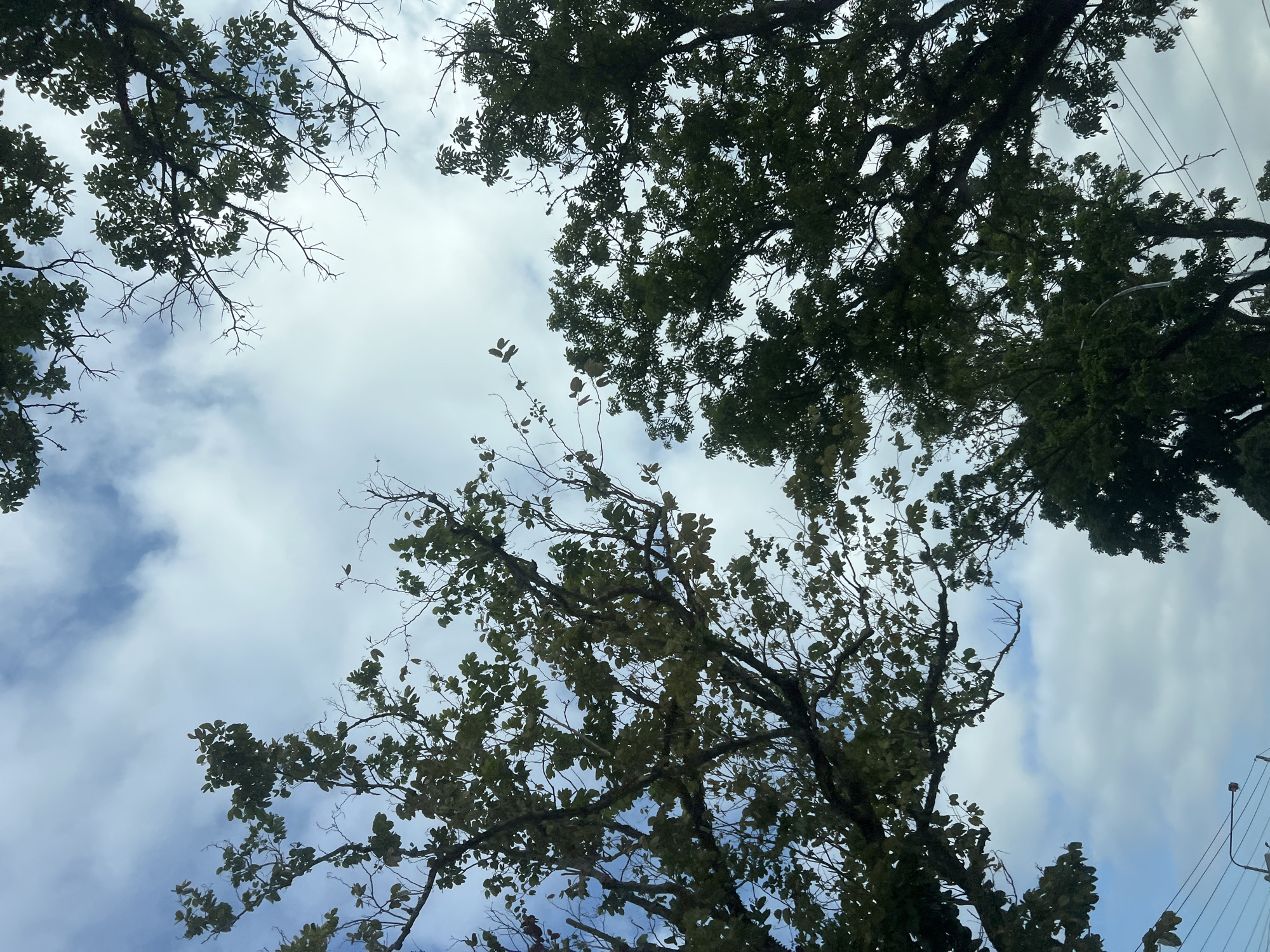 A low-angle, full shot captures a canopy of lush green trees against a partly cloudy, pale blue sky. The branches of several trees stretch across the frame, some bare with intricate, twiggy patterns and others densely leafed, obscuring portions of the sky. Visible in the lower left quadrant are some power lines and a lamppost, suggesting an urban or semi-urban environment in Badran, Indonesia. The scene is natural and serene, with no people or specific actions depicted.