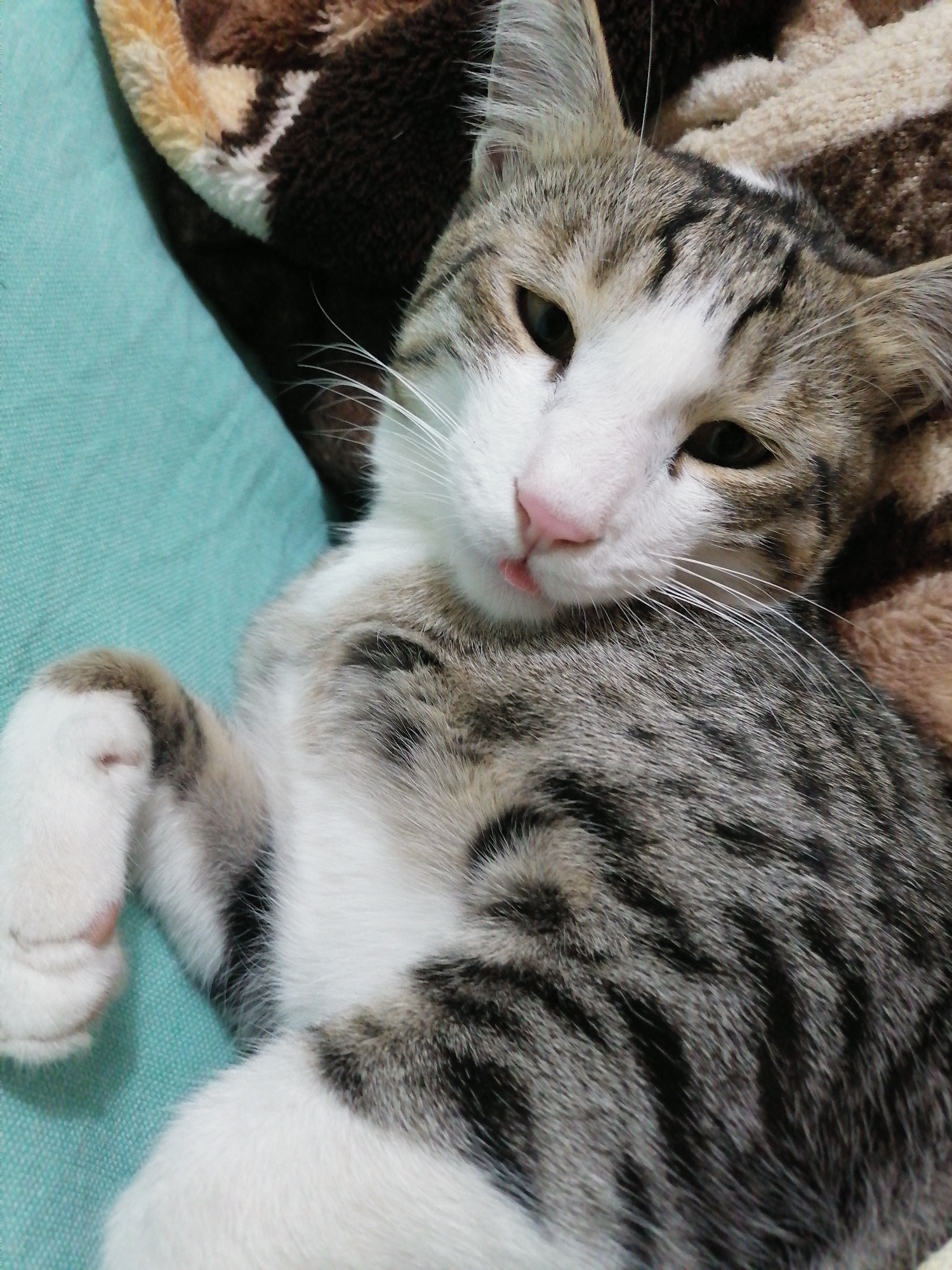 A close-up, eye-level shot shows a tabby cat lounging on its side. The cat has white fur on its chest and face, with gray and black stripes on its head, back, and tail. Its eyes are dark and appear to be looking towards the camera. The cat's pink nose is prominent, and its mouth is slightly open, revealing a small pink tongue. One of its front paws, which is white with gray markings, is resting on a textured, teal-colored surface, possibly a pillow or blanket. Behind the cat, a soft, brown and tan striped blanket is visible, providing a warm background. The lighting suggests it is daytime, and the overall mood is relaxed and peaceful. There is no visible text in the image. The image's context is Yangiyer, Uzbekistan.