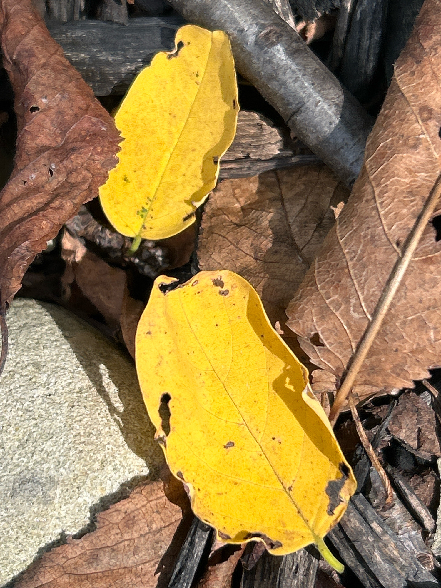 In Robinson Township, United States of America, a close-up, top-down view captures the texture and colors of fallen leaves. Two bright yellow leaves are prominently featured, one positioned above and slightly to the left of the other. Both yellow leaves have visible veins and some dark spots, indicating age or damage, with one having a small hole. The ground is covered with a mix of brown, dried leaves, some appearing brittle and veined. Interspersed among the leaves are pieces of dark, textured wood, possibly bark or small branches. To the left of the frame, a rough, light-colored textured surface, possibly a rock or concrete, is visible, casting a shadow on the surrounding leaves. The lighting suggests a bright, possibly sunny day, creating distinct shadows and highlighting the textures of the natural elements. There are no people or animals in the image.