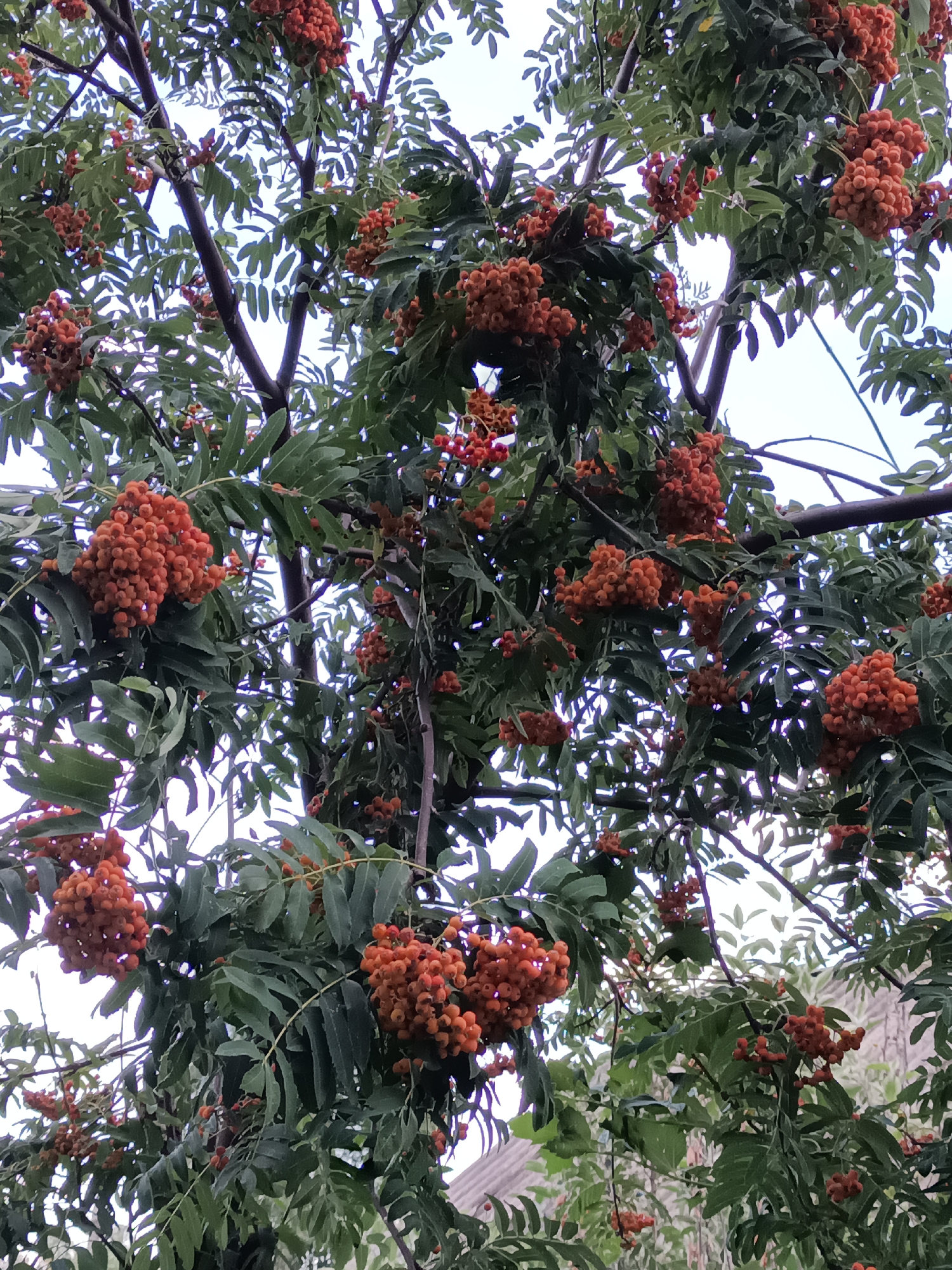 The image captures a close-up view of a rowan tree with abundant clusters of ripe, orange-red berries against a backdrop of green leaves and a pale sky. The tree branches are dark and sturdy, some silhouetted against the sky, while others are partially obscured by the foliage. The berries are small and round, densely packed into drooping clusters, creating a vibrant display of color. The leaves are compound, with multiple small leaflets arranged along a central stem, and appear to be a deep green. In the background, glimpses of what appear to be rooftops and possibly some lighter green foliage suggest an outdoor, potentially residential or park-like setting. The scene is static, focusing on the natural bounty of the tree, with no people or animals visible. The lighting appears to be overcast, softening the colors and creating a diffused light across the scene, typical of a cloudy day. The image does not provide specific visual cues to pinpoint a location within Petropavl, Kazakhstan, beyond the general impression of a temperate environment where rowan trees commonly grow.