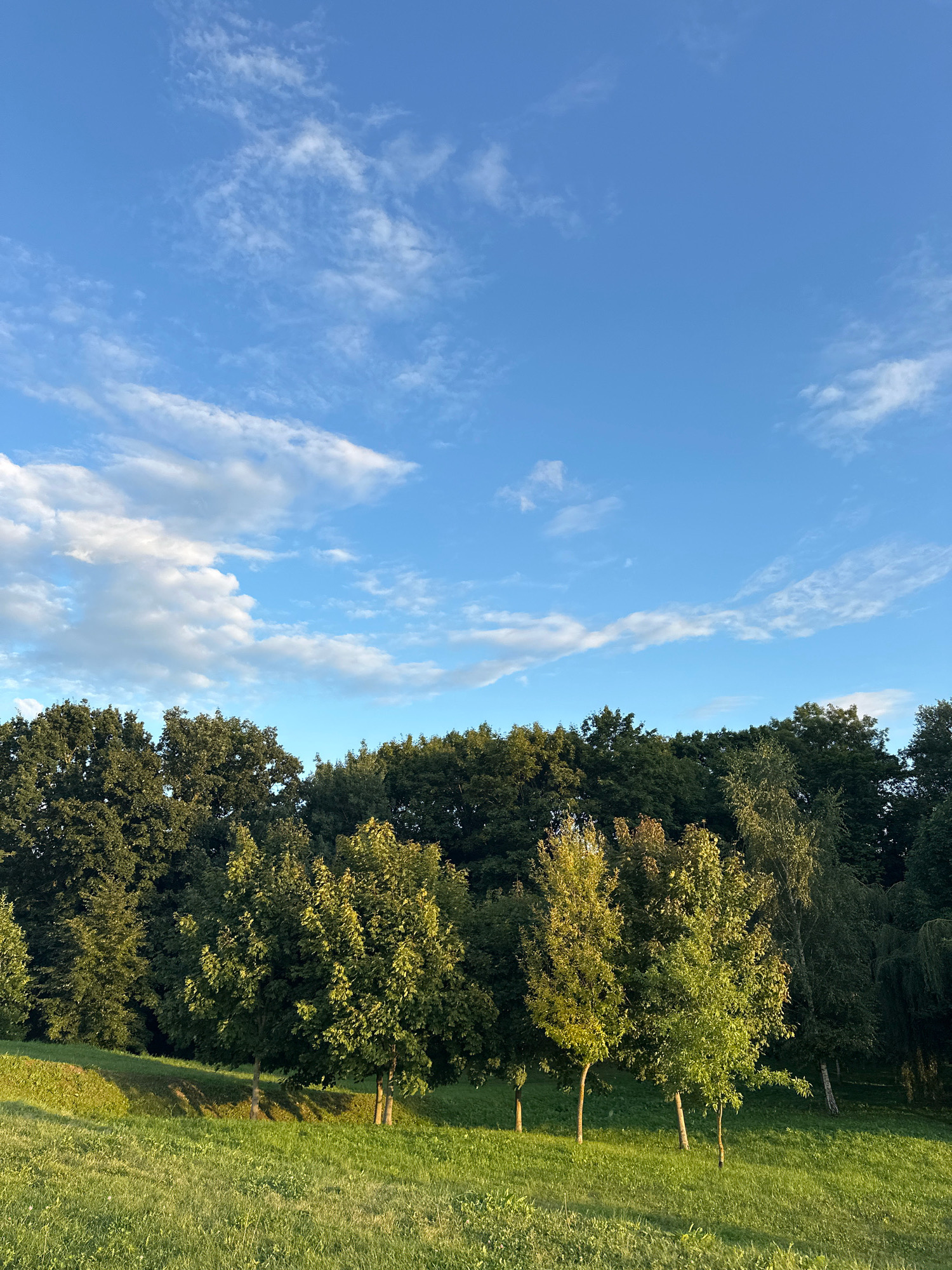 The image depicts a serene natural landscape under a bright blue sky dotted with white, wispy clouds. In the foreground, a gently sloping grassy hill is bathed in warm, golden sunlight, casting long shadows from several young trees planted in a row. Behind the hill, a dense line of mature, dark green trees forms a natural backdrop. The overall impression is one of a peaceful, sunlit park or forest edge. This scene could be found in one of Minsk's numerous green spaces, such as Loshitsky Park or Gorky Park, where such natural beauty is common.