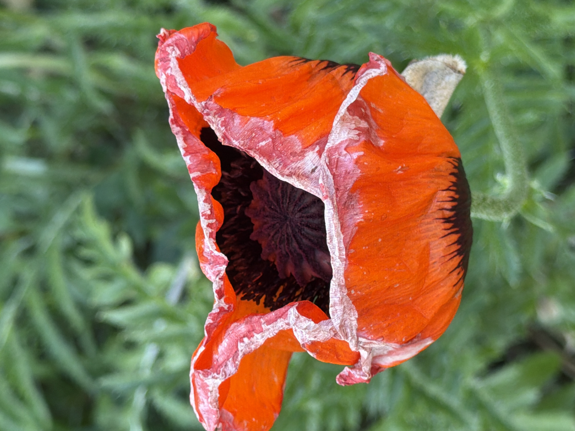 This is a close-up, top-down photograph of an orange poppy flower with a dark center. The petals are crinkled and somewhat tattered, with white and pinkish edges, suggesting the flower is past its prime or is a specific variety with these petal characteristics. The center of the flower is a deep black, showcasing delicate, feathery structures. The background is a soft-focus blur of vibrant green foliage, indicating an outdoor setting, likely a garden or natural environment. The lighting suggests it is daytime, with no strong shadows visible. No text is present in the image.