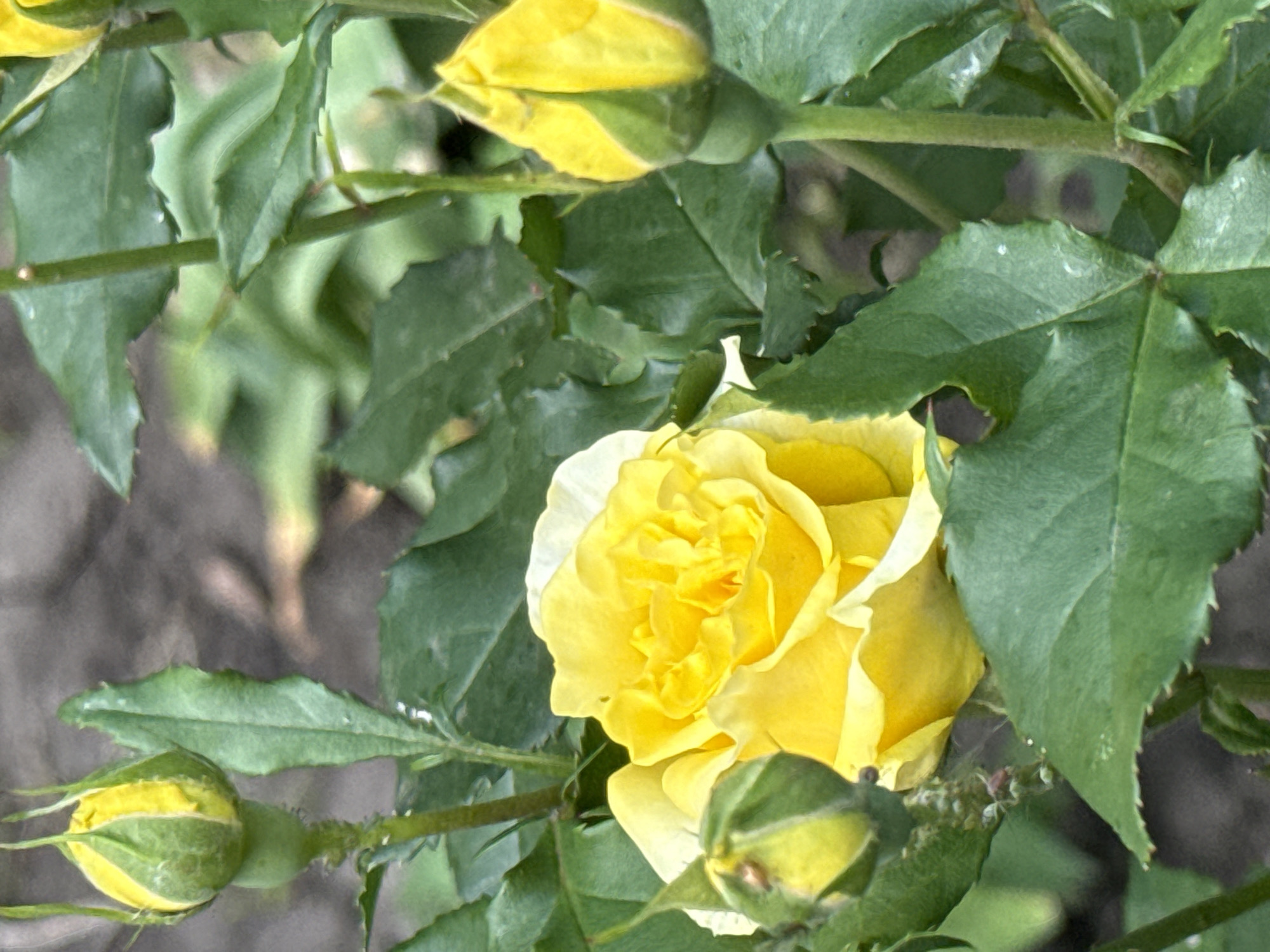A close-up, vertical, eye-level shot features a cluster of yellow roses, some in bloom and others as buds, surrounded by lush green leaves. The foreground is dominated by a fully opened yellow rose with delicate petals, positioned slightly to the left of the frame's center. To its left and right are two rosebuds, their green sepals partially peeled back to reveal hints of yellow within. The rose plant's stems and leaves are clearly visible, creating a dense, verdant backdrop. The background is softly blurred, suggesting an outdoor setting with a dark, earthy ground cover. The lighting is even, highlighting the vibrant yellow of the roses and the rich green of the foliage. No people are present in the image.