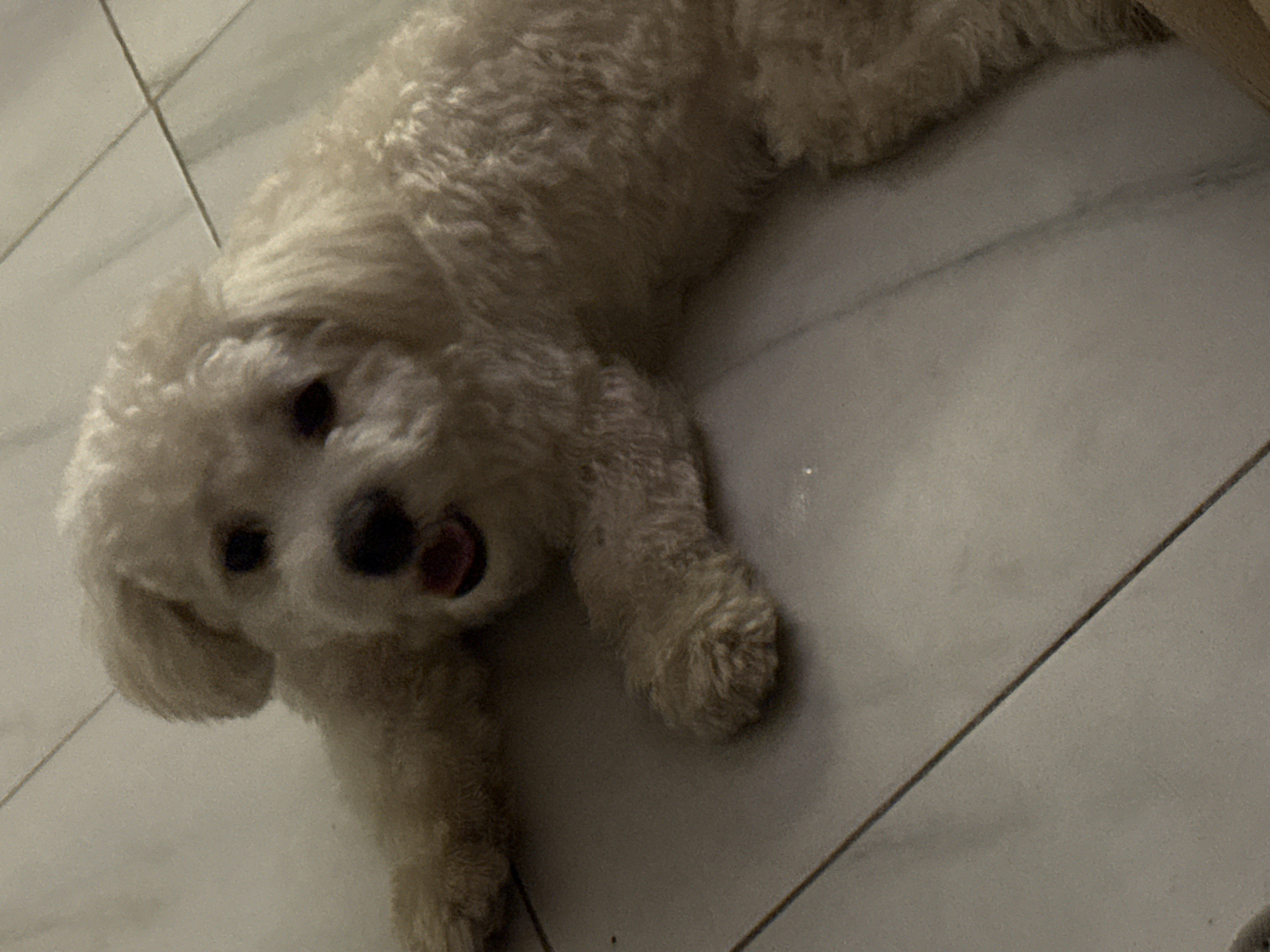A light-colored poodle dog is lying on a tiled floor. The dog's mouth is open, and its tongue is visible. The floor tiles are light-colored and appear to be in a bathroom or kitchen. The lighting in the image is dim, suggesting it was taken indoors. The dog's fur is fluffy and appears clean. No people are visible in the image. The location is not specified within the city of Abuja, Nigeria, as this detail is not deducible from the image.