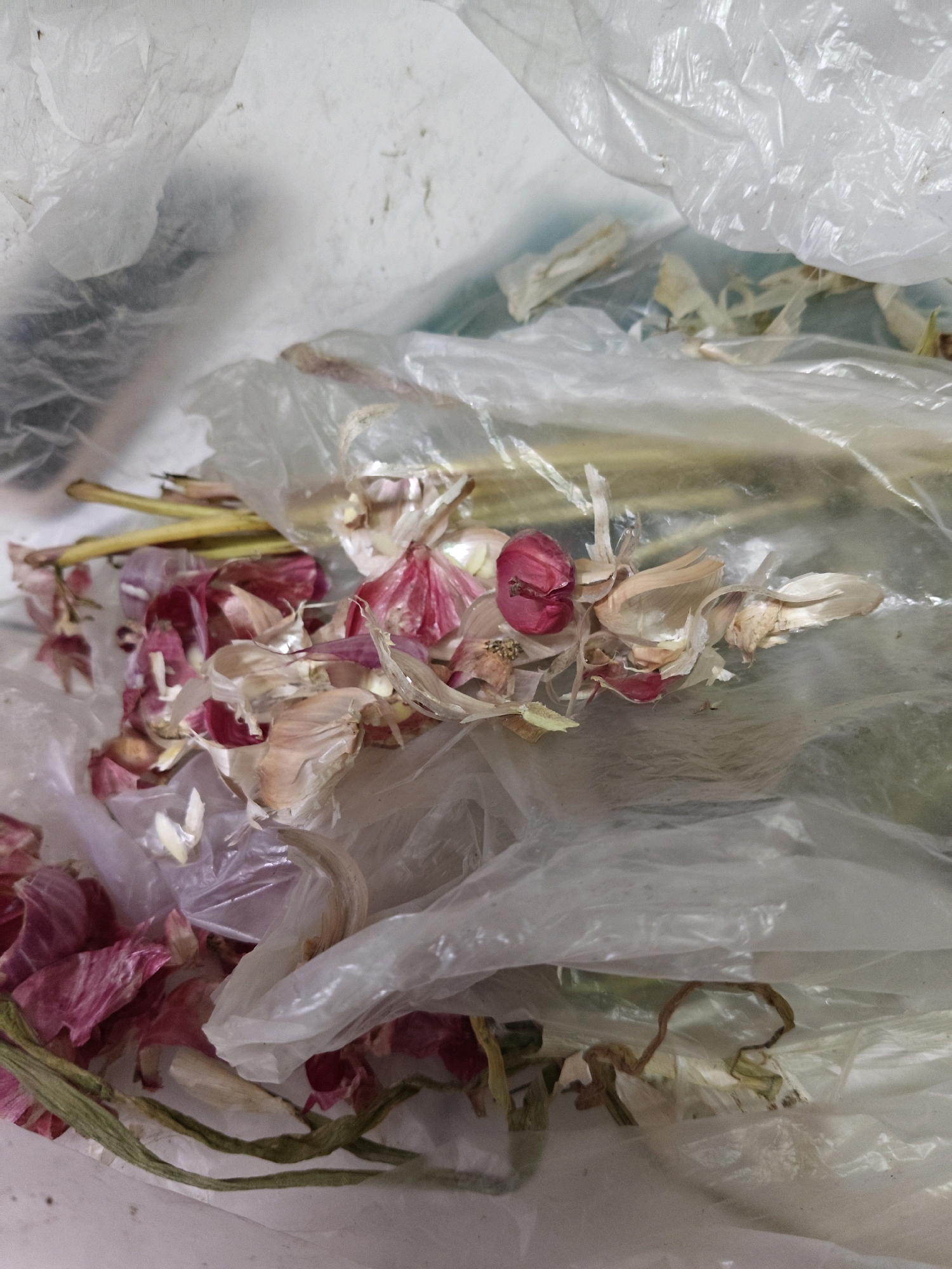 In Sumberwono, Indonesia, discarded garlic peels and stalks lie inside a clear plastic bag, some with remnants of pink and white papery skin still attached. A few dried green stalks also intermingle with the garlic debris. The bag appears to be a simple disposable type, and the overall scene suggests a common household or market refuse disposal. The lighting is diffused, creating soft shadows and highlighting the textures of the materials.