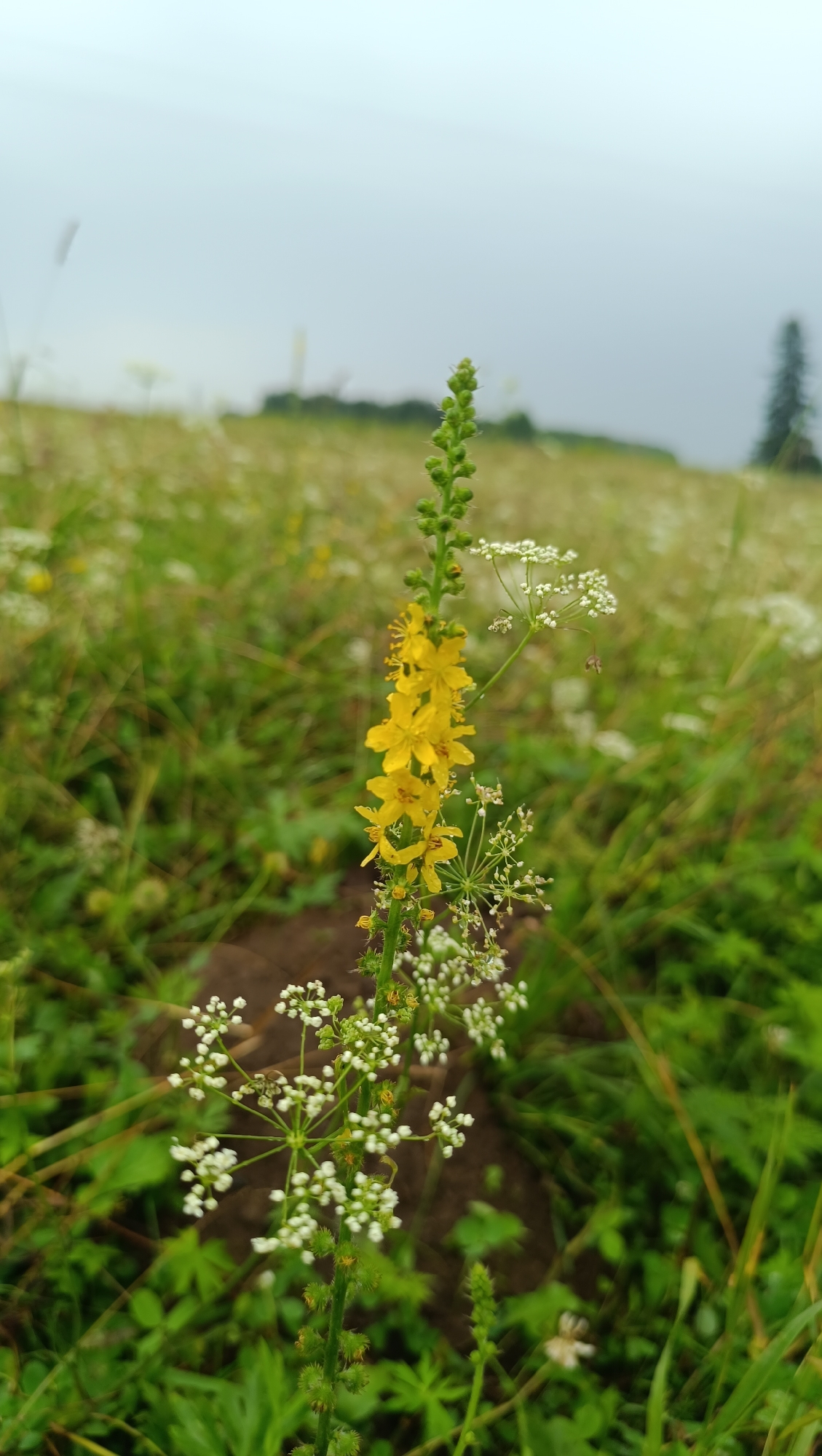 The image shows a close-up of a tall, thin green plant with a spike of small yellow flowers. The plant is set against a blurry background of a green field under a cloudy sky. There is a dark brown patch of soil visible in the foreground. The image does not depict the city of Karsha, Russia or any people.