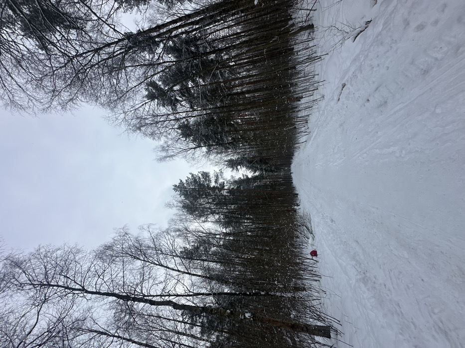 A wide-angle photograph taken on an overcast winter day depicts a snow-covered path cutting through a dense forest in the vicinity of Saint Petersburg, Russia. The path, approximately 3-4 meters wide, extends centrally from the foreground into the distance, narrowing with perspective. Faint parallel indentations, consistent with ski tracks or footsteps, are visible on the path's pristine snow surface.
The forest comprises a mix of tall, bare deciduous trees, possibly birches, and dark green coniferous trees, likely pines, lining both sides of the path. Branches of both tree types are lightly dusted with snow. The ground beyond the path is covered in deep, undisturbed white snow, with some smaller bushes and undergrowth visible. The sky overhead is a uniform light grey, indicative of overcast conditions.
In the left mid-ground, a bright red object, possibly a small bag or piece of equipment, rests partially obscured by snow near the tree line. Two indistinct human figures, appearing as small, dark silhouettes, are visible far down the path towards the vanishing point, seemingly walking away from the camera. The scene is illuminated by diffused natural light, casting no distinct shadows.
