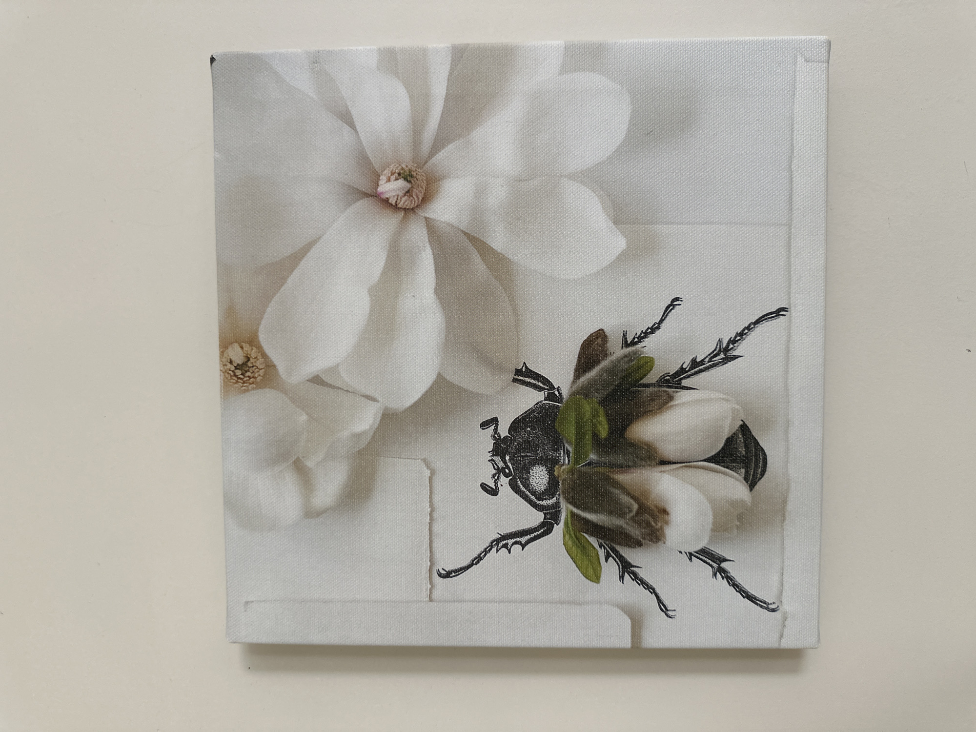 The image shows a canvas print with a black and white illustration of a beetle overlaid with what appears to be real petals and leaves. The beetle is positioned on the left side of the canvas, with its legs spread. Behind the beetle and to the right are two white magnolia flowers. The background of the canvas is textured white, resembling fabric. The canvas is placed on a plain, light-colored surface, possibly a table or wall, which is consistent with an indoor setting in Minsk, Belarus. There are no people or visible actions occurring in the image.